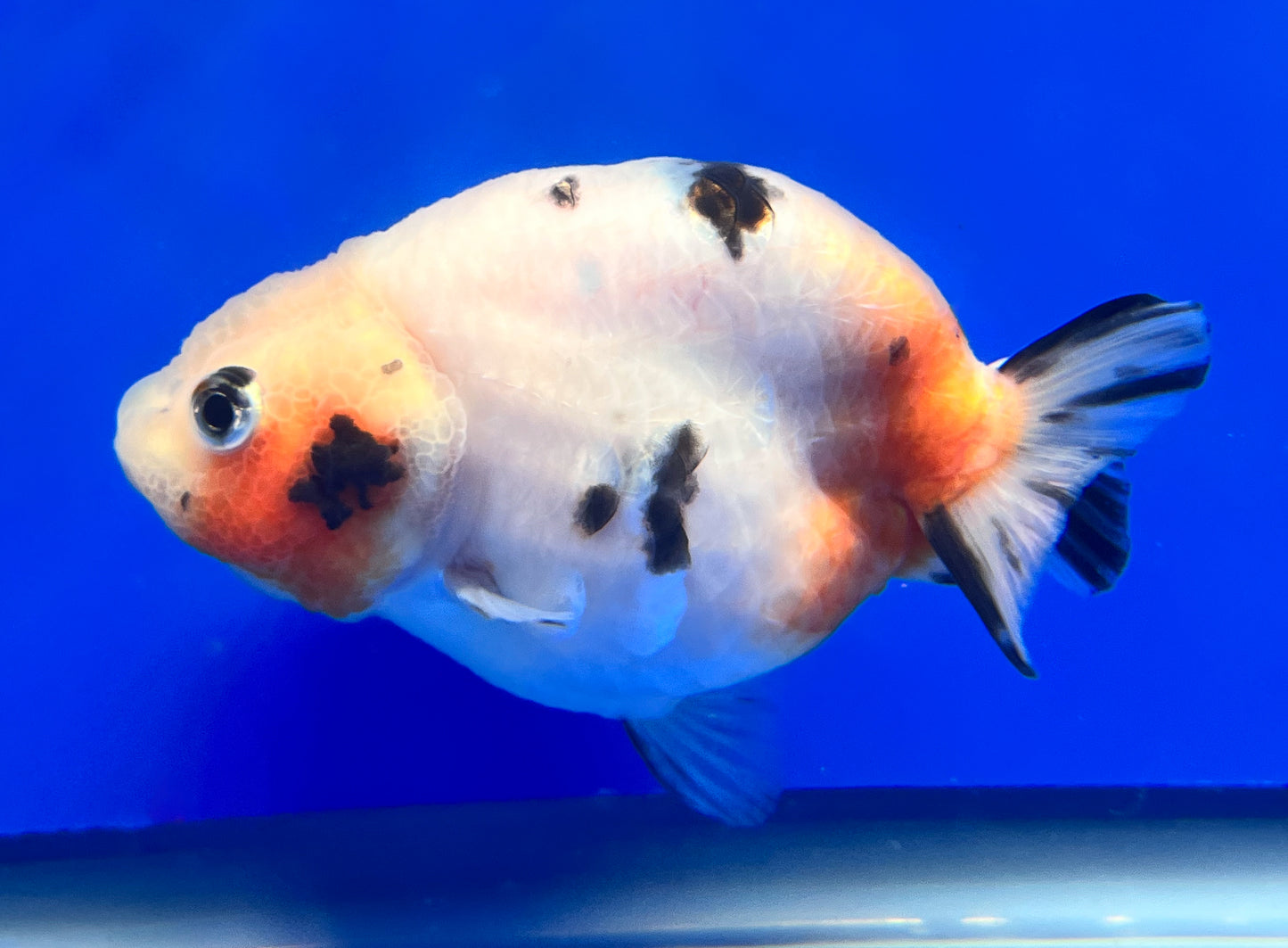 Cow Ranchu Goldfish | Milk Cow Goldfish | Kaiju Goldfish USA