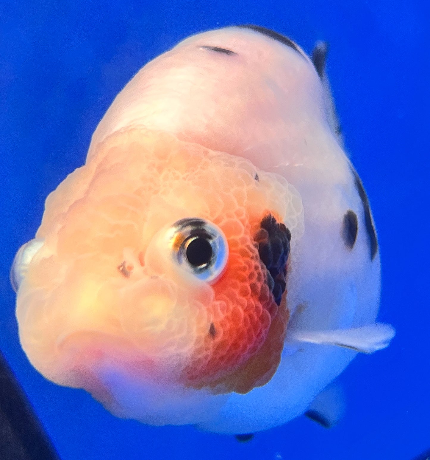 Cow Ranchu Goldfish