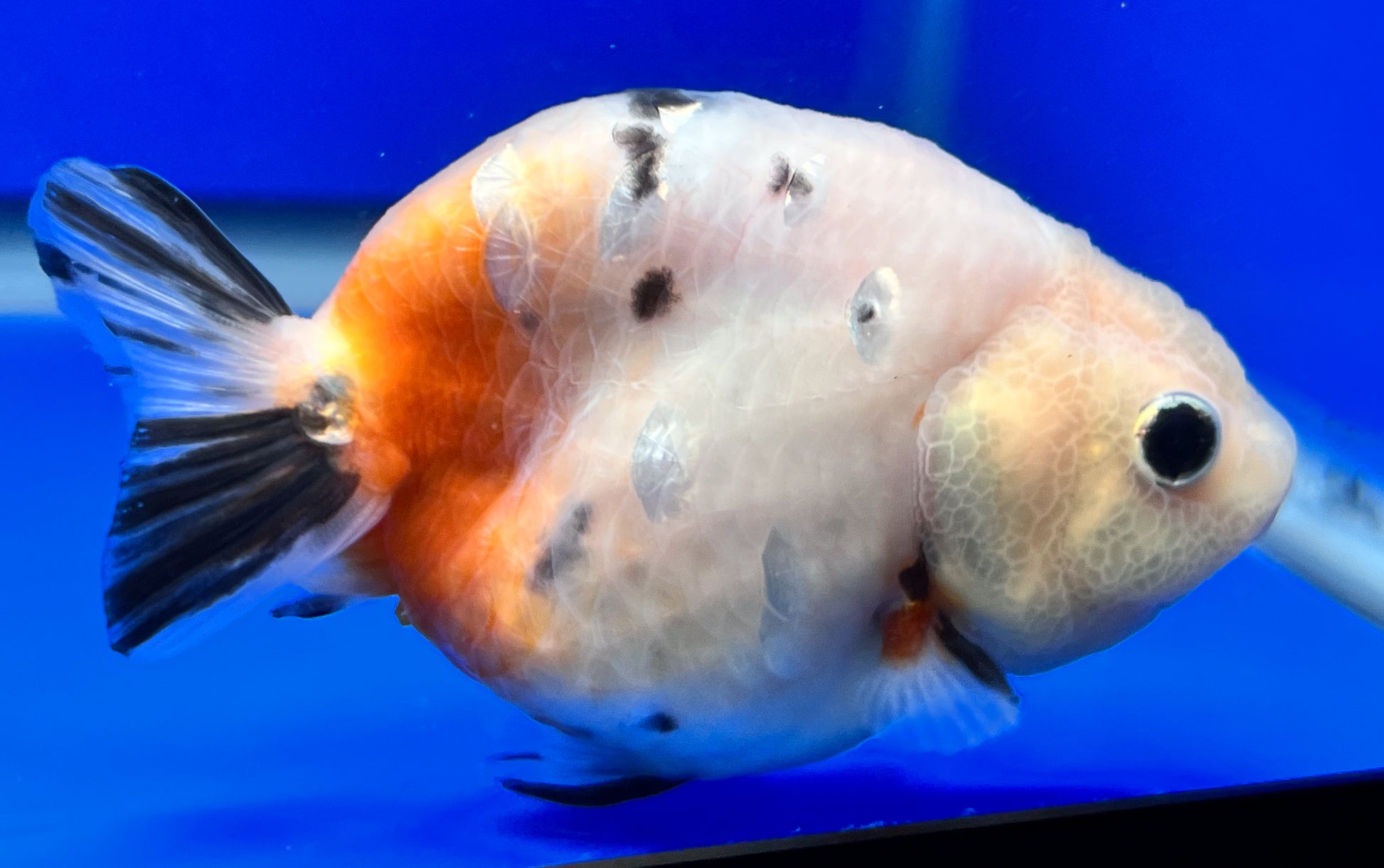 Cow Ranchu Goldfish