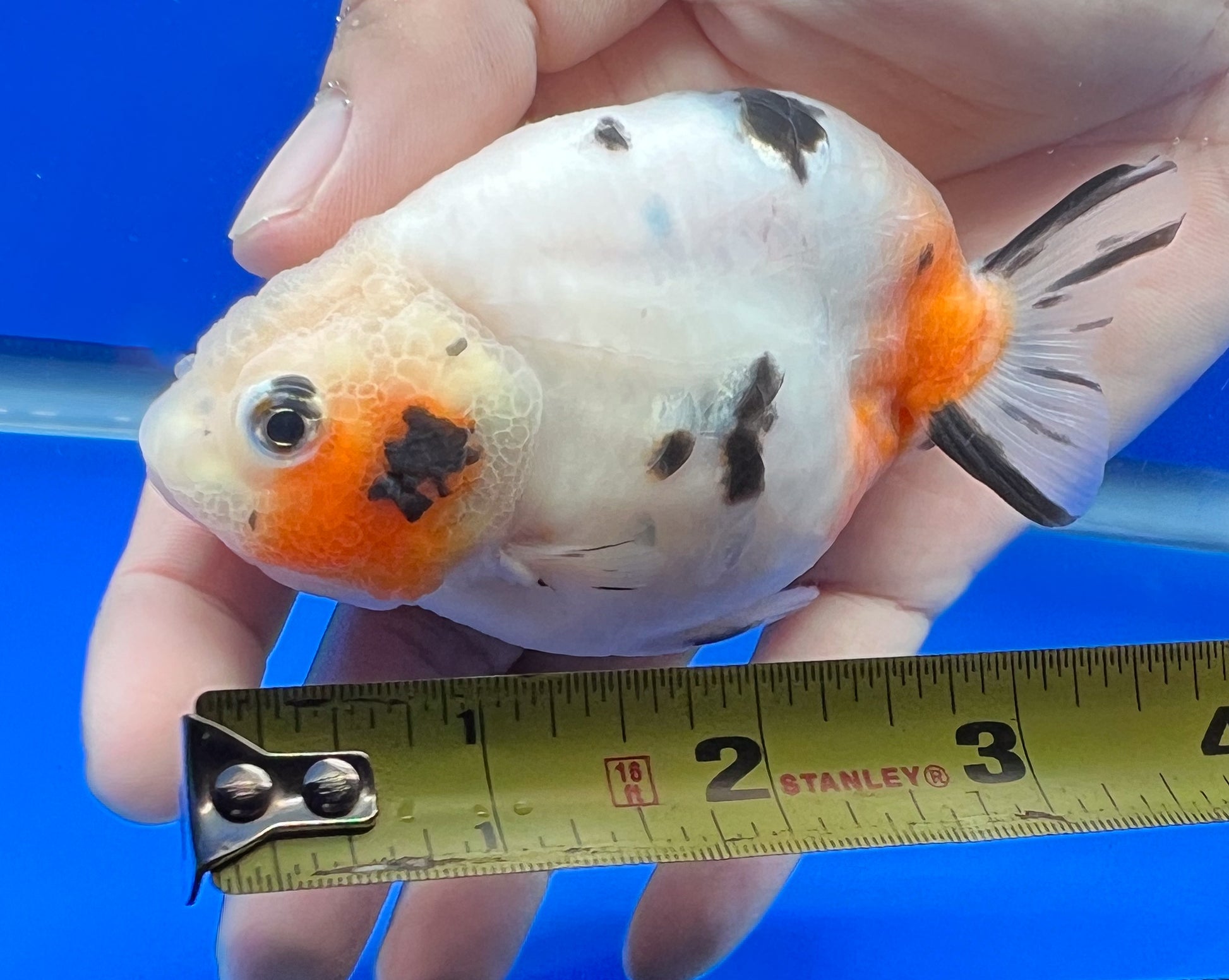 Cow Ranchu Goldfish