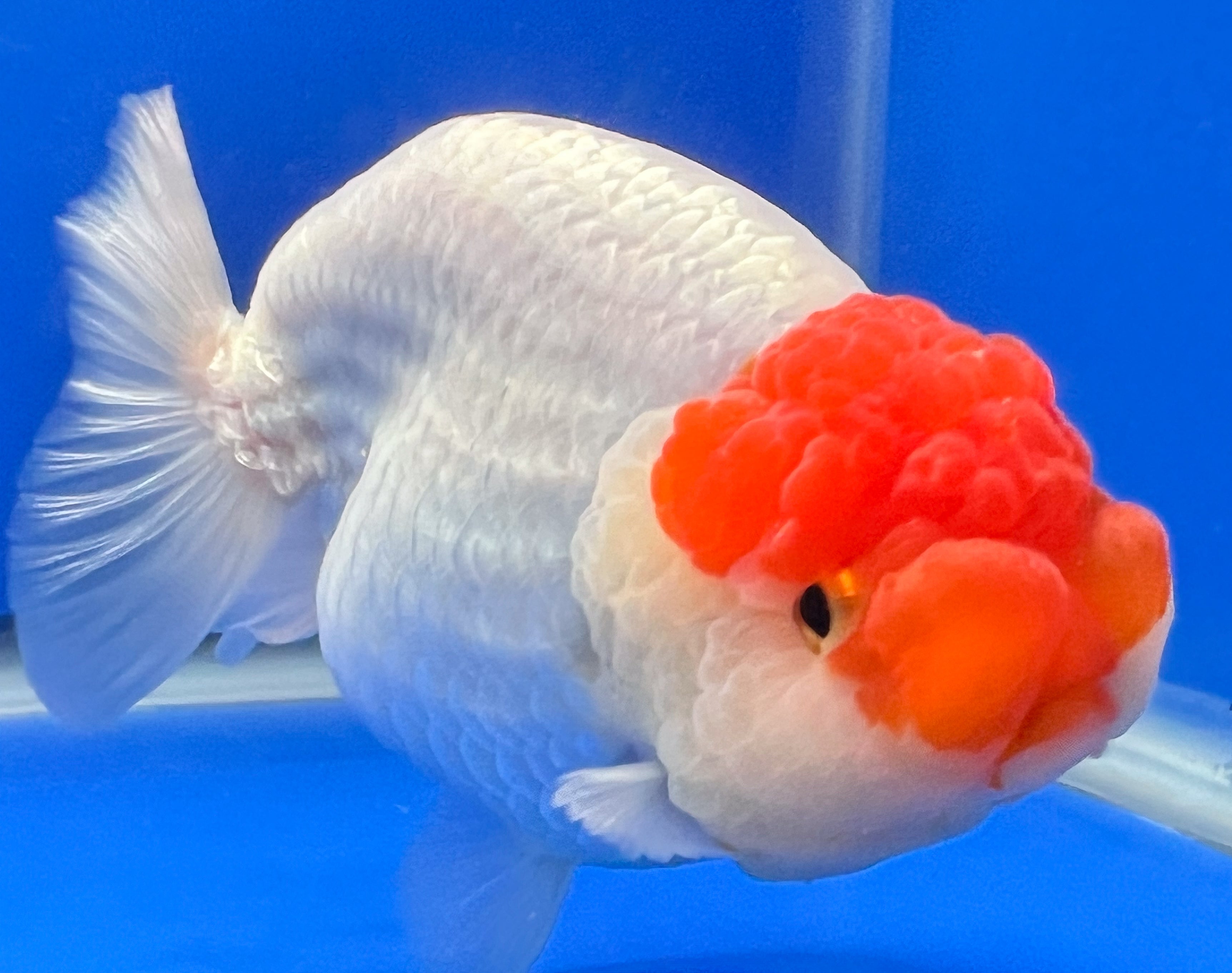 Red/White Ranchu Goldfish | Ranchu Goldfish | Kaiju Goldfish USA