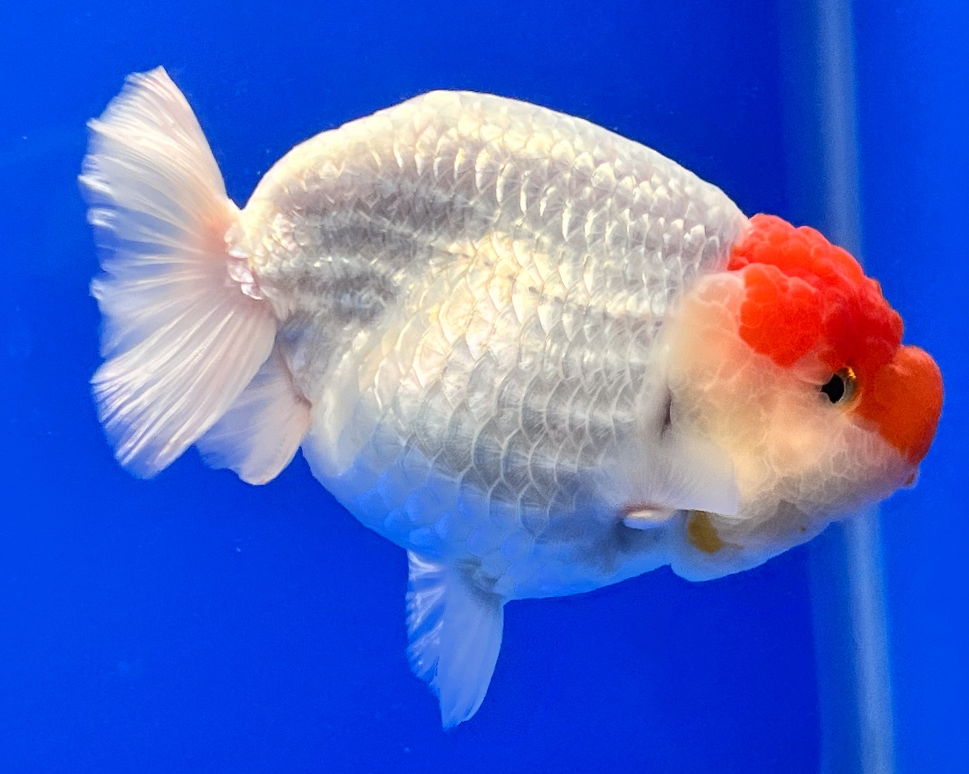 Red/White Ranchu Goldfish 