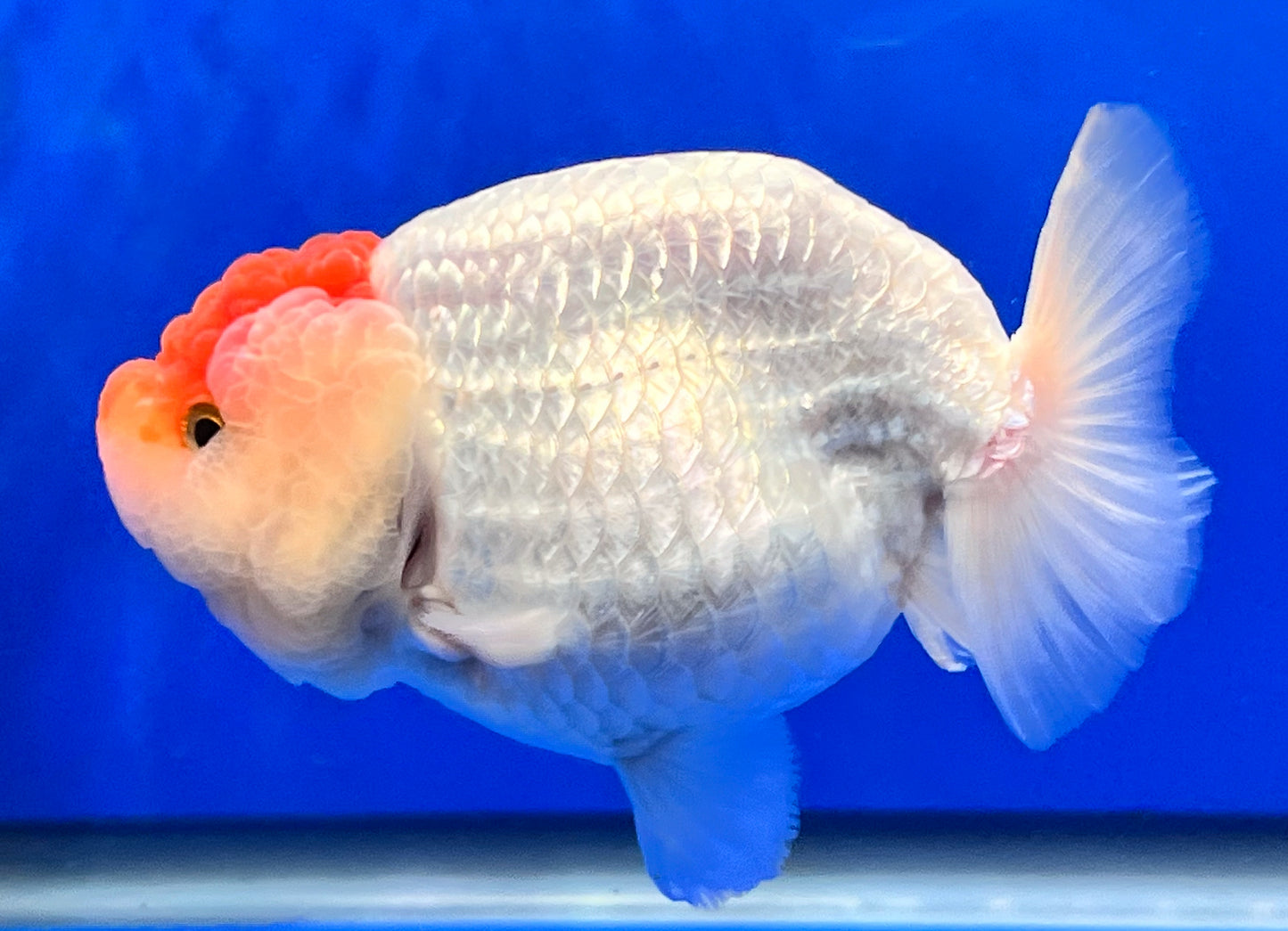 Red/White Ranchu Goldfish 