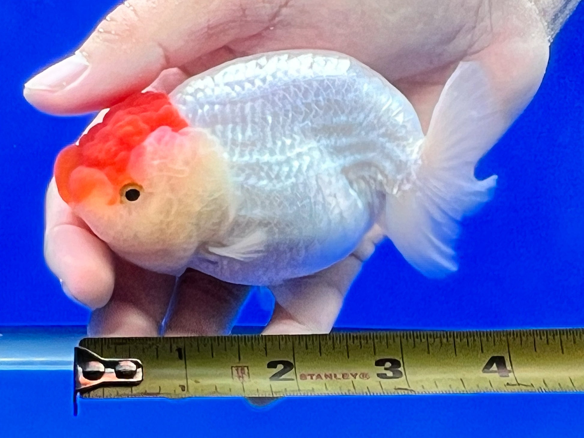 Red/White Ranchu Goldfish 