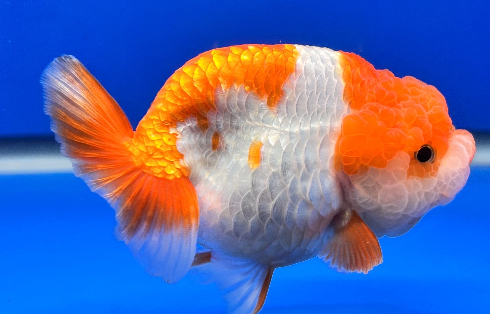 3.5 Inches Red and White Ranchu 