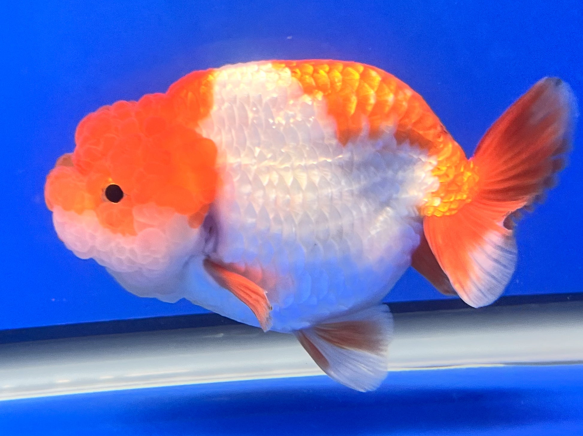 3.5 Inches Red and White Ranchu | White Ranchu | Kaiju Goldfish USA