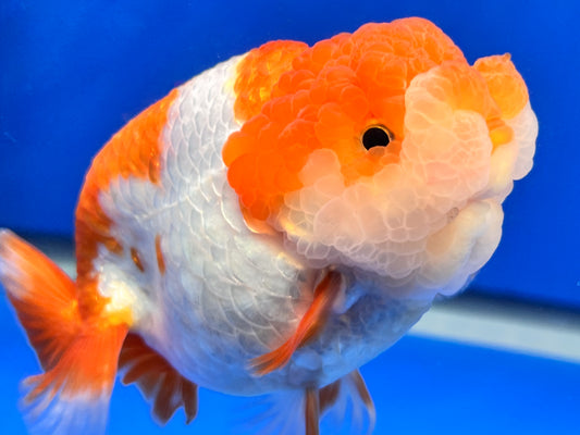 3.5 Inches Red and White Ranchu 