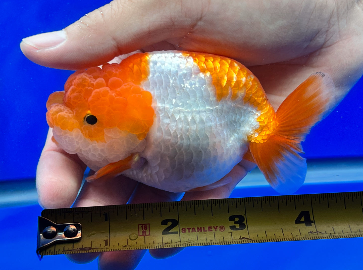 3.5 Inches Red and White Ranchu 