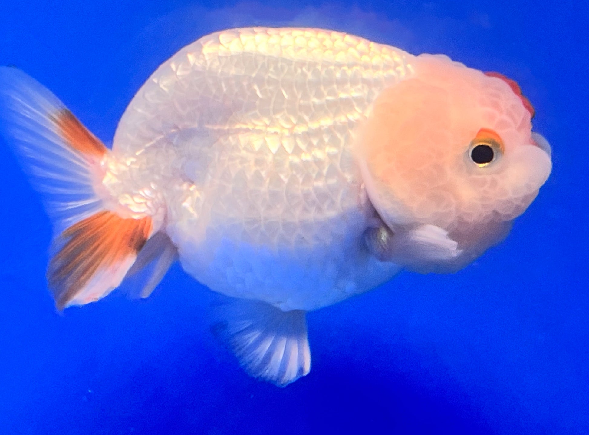 Red and White Ranchu Goldfish 