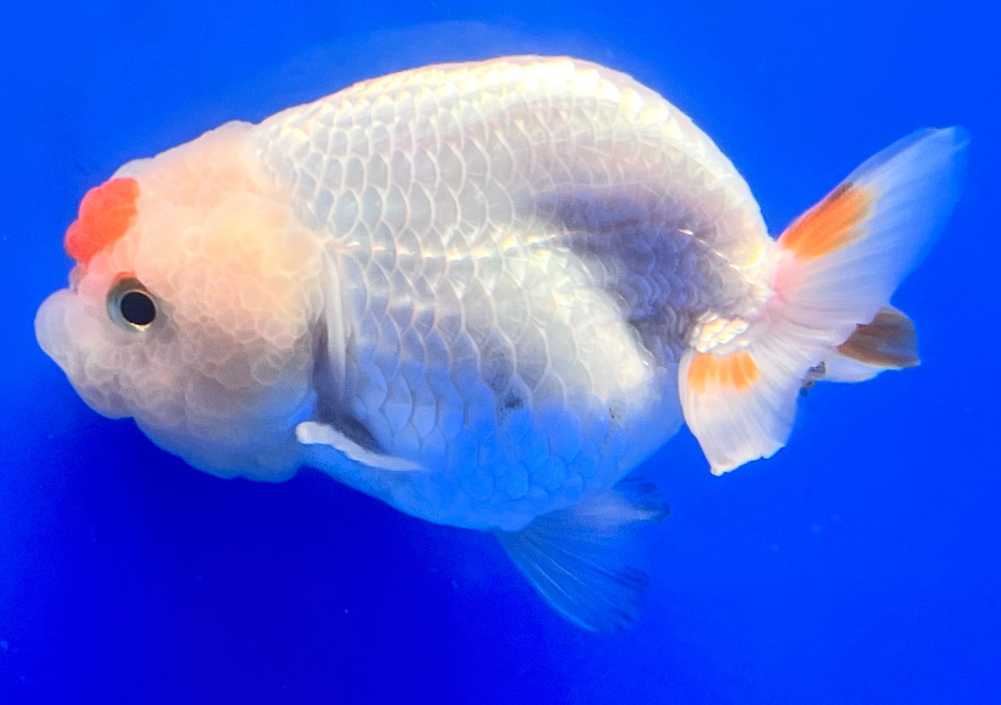 Red and White Ranchu Goldfish 