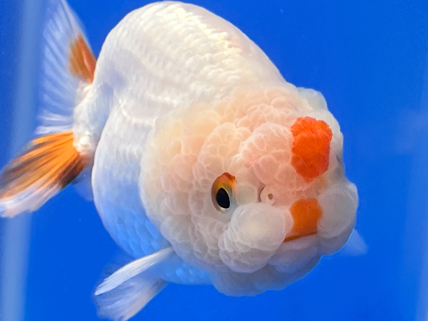 Red and White Ranchu Goldfish 