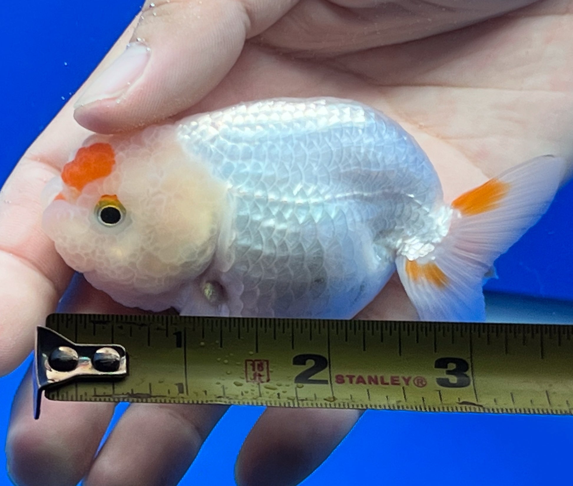 Red and White Ranchu Goldfish 