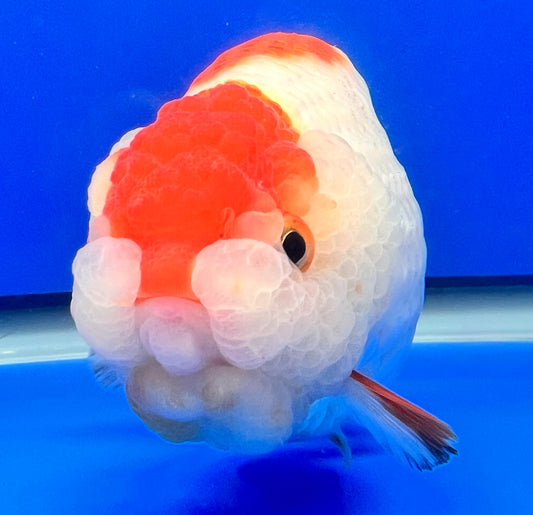 White Ranchu Goldfish