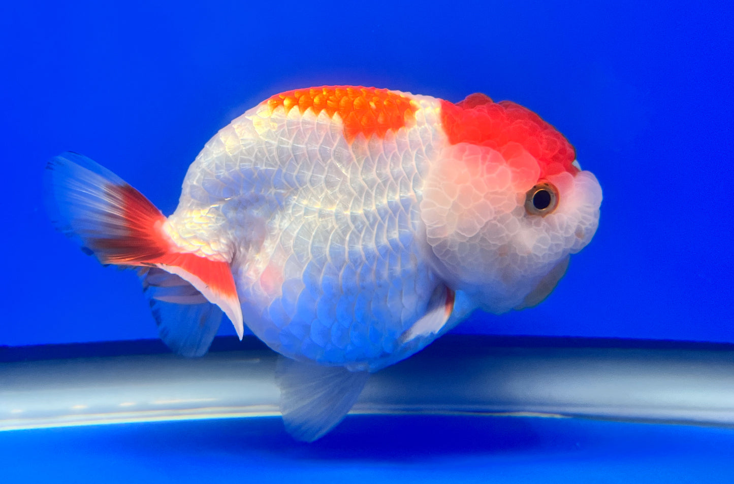 White Ranchu Goldfish