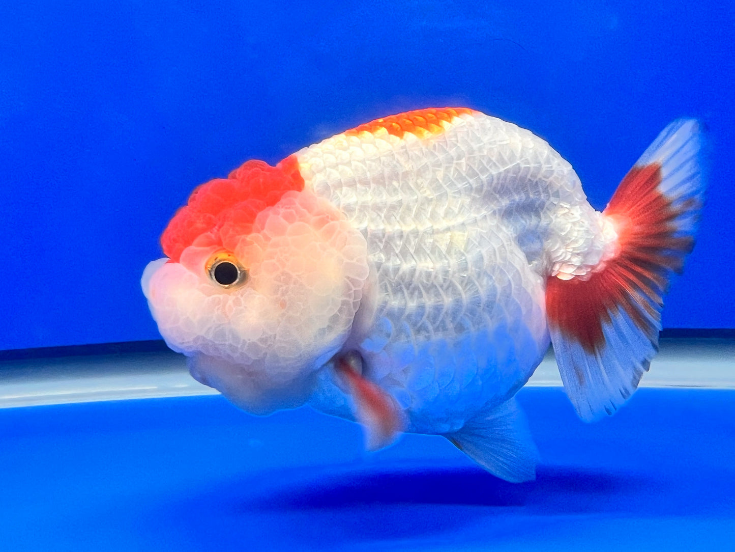 White Ranchu Goldfish