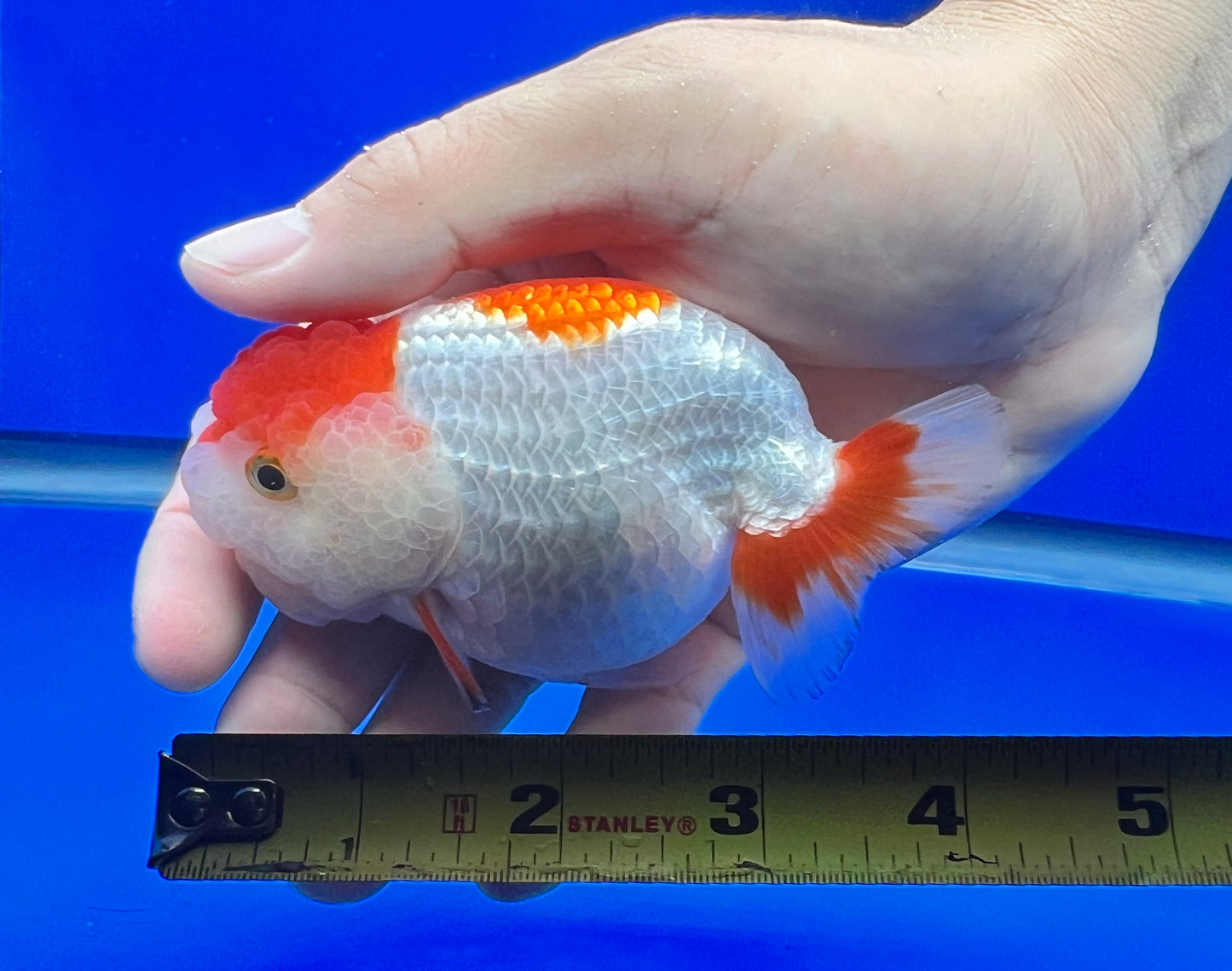 White Ranchu Goldfish