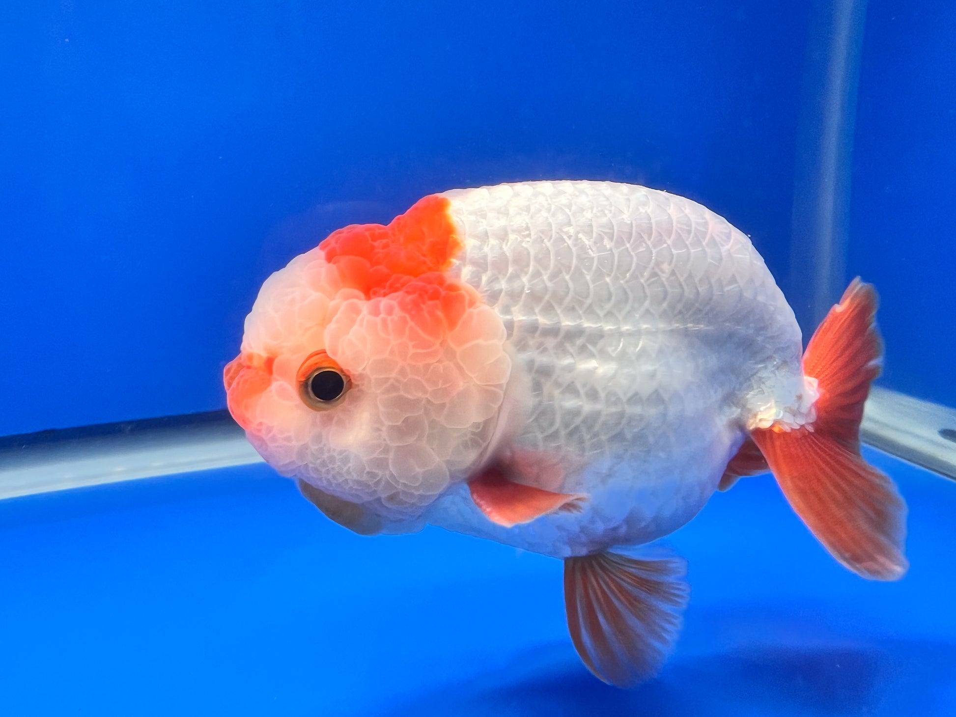 Red and White Ranchu 4 inches