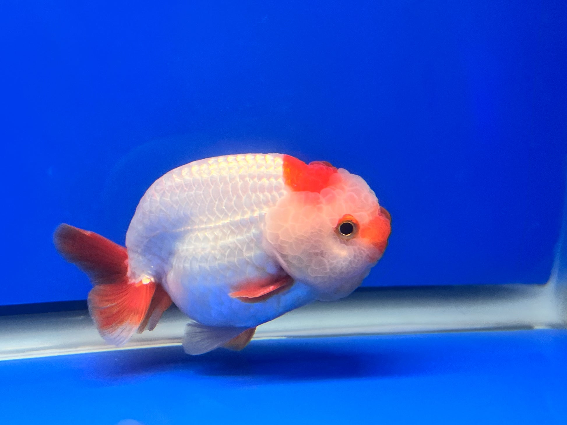 Red and White Ranchu 4 inches