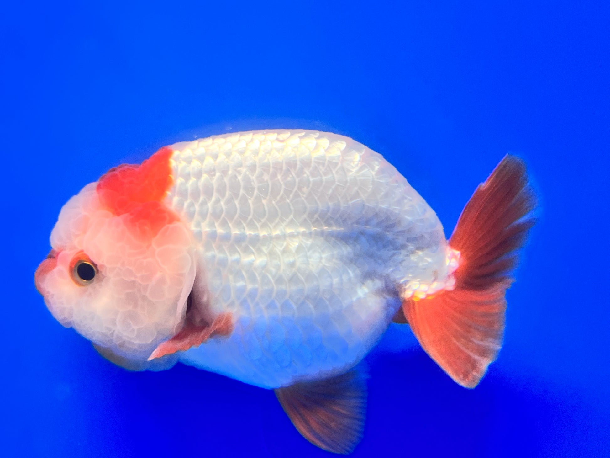 Red and White Ranchu 4 inches