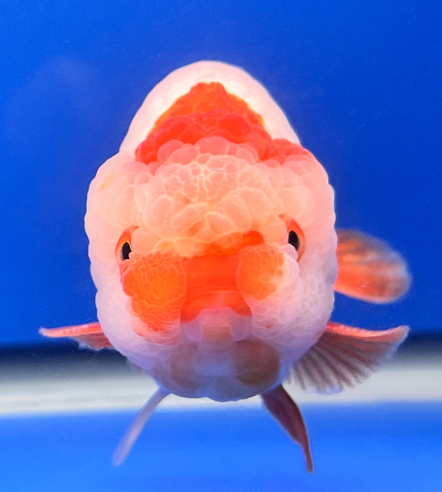 Red and White Ranchu 4 inches