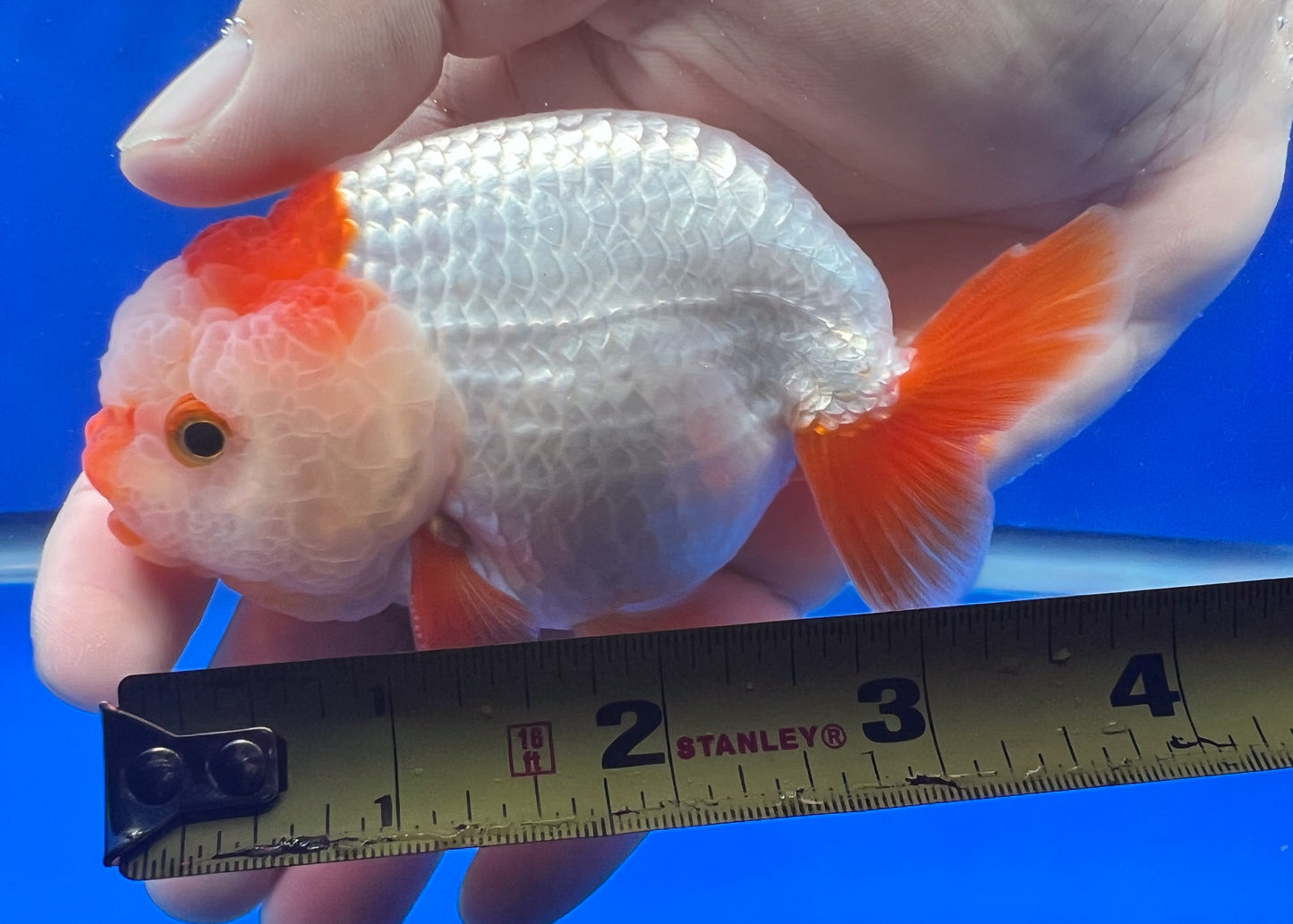 Red/White Ranchu 3.5 - 4 inches (1020_01_RC13) - Kaiju Goldfish USA