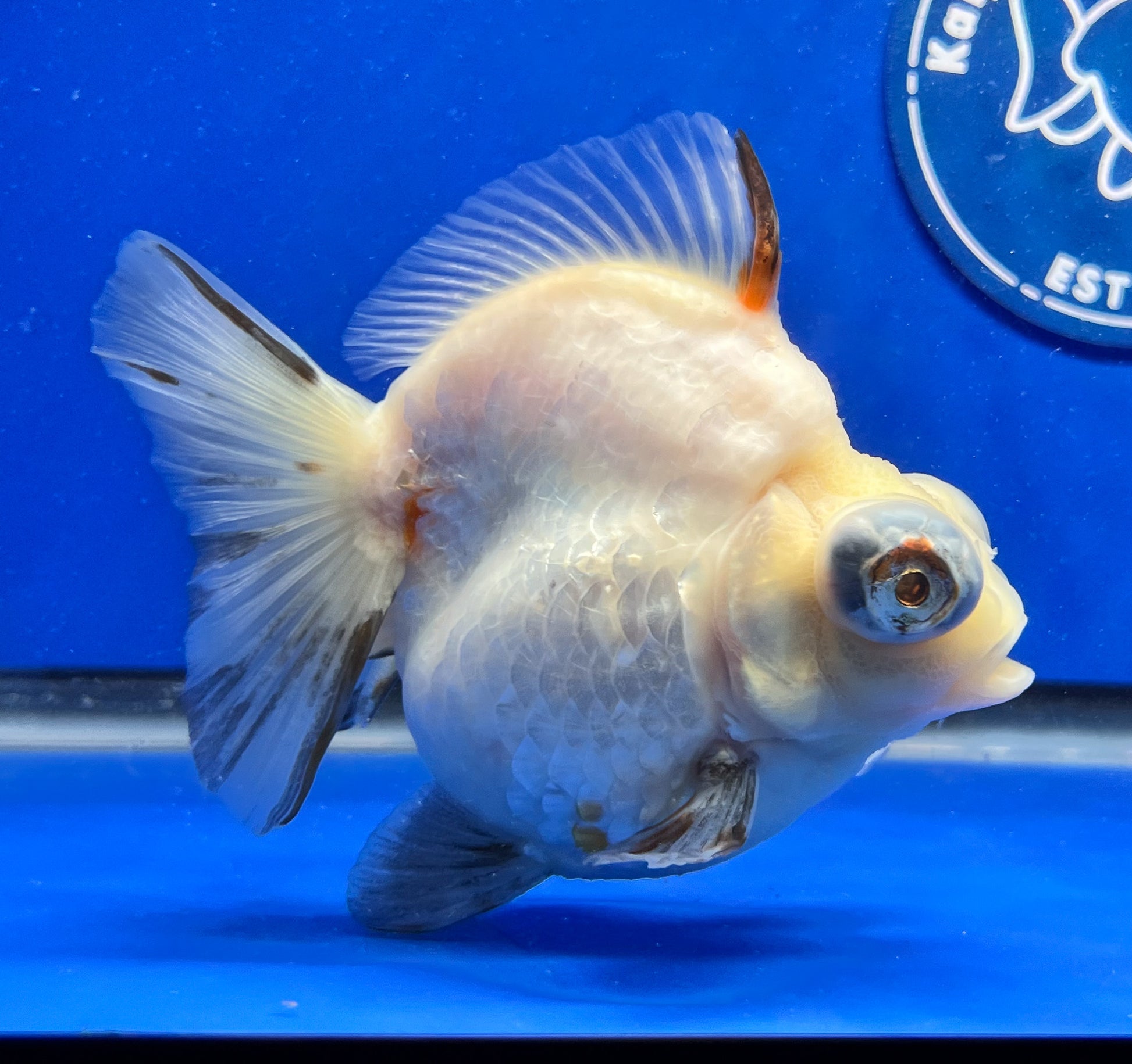 Sakura Demekin 4-4.5 inches (1115_01_DK02) - Kaiju Goldfish USA