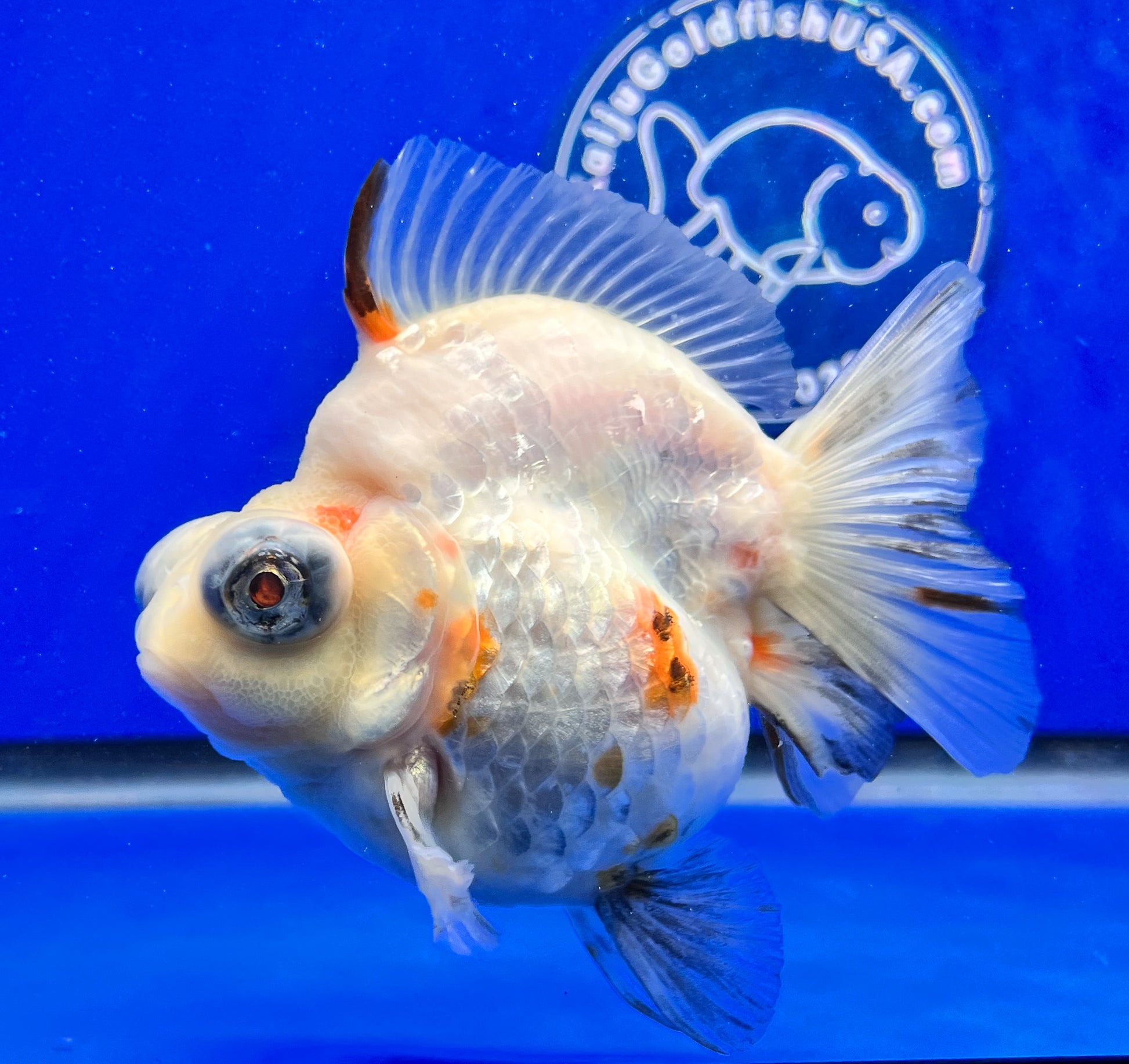 Sakura Demekin 4-4.5 inches (1115_01_DK02) - Kaiju Goldfish USA