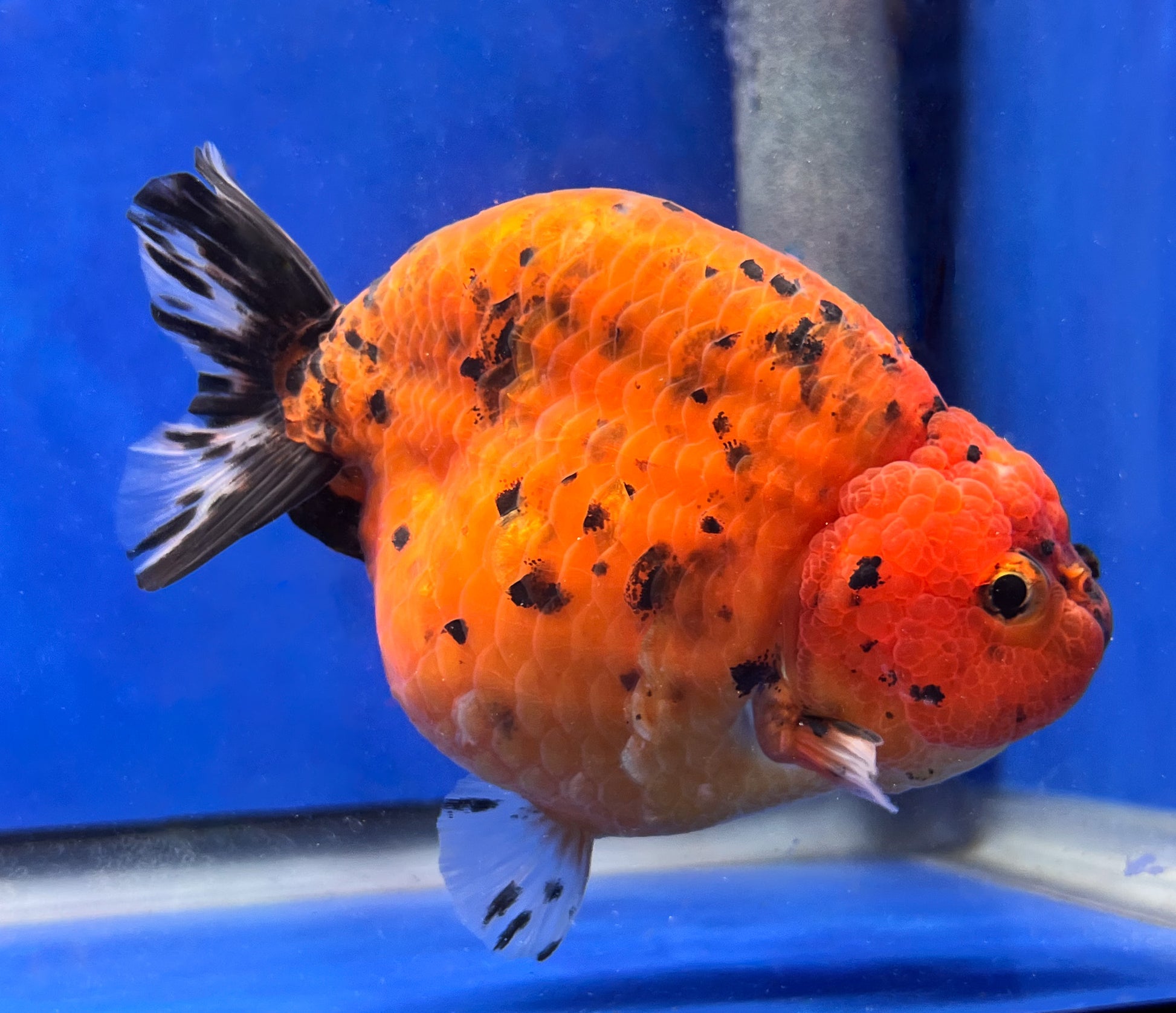 Tiger Ranchu 4 - 4.5 inches (1115_01_RC03) - Kaiju Goldfish USA