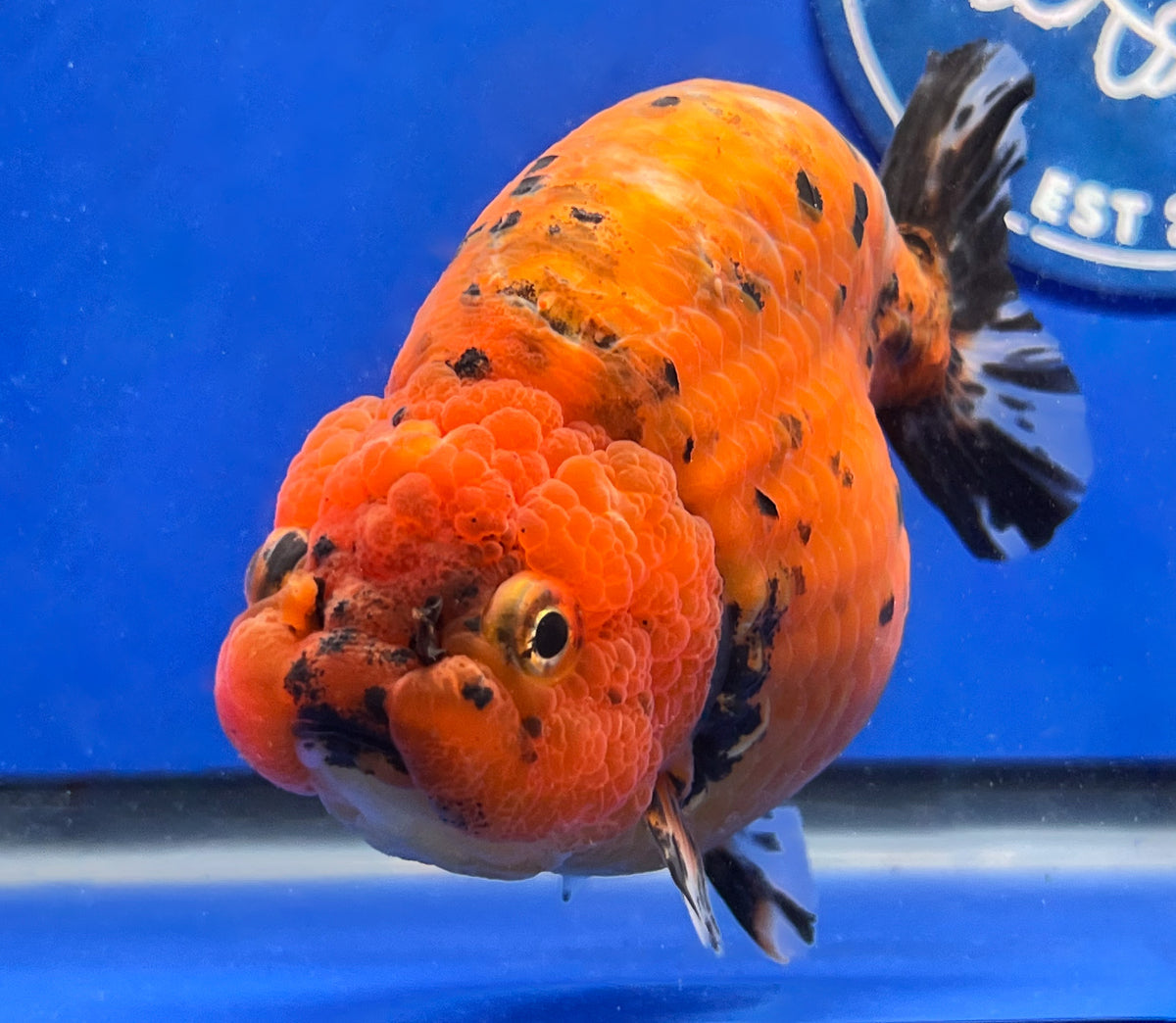 Fish Goldfish Ranchu Tiger Ranchu Goldfish for Sale | Tiger Ranchu Goldfish | Kaiju Goldfish USA