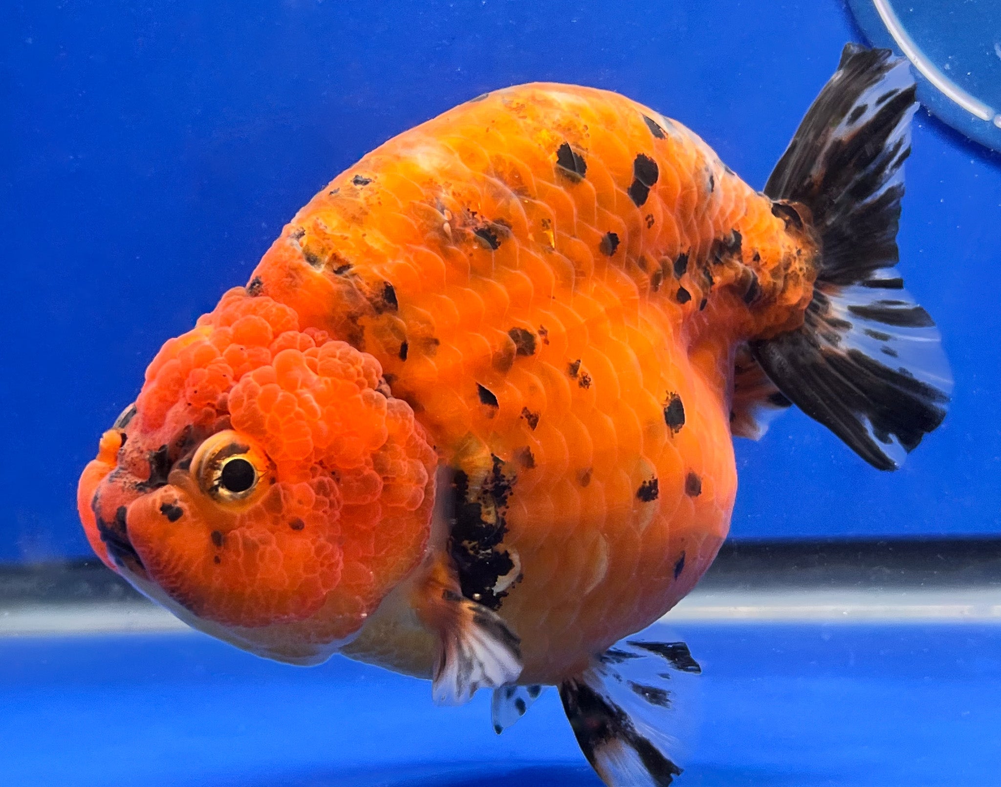 ranchu　angelito wm#1 Green Goliath Tiger Ranchu Goldfish for Sale | Tiger Ranchu Goldfish