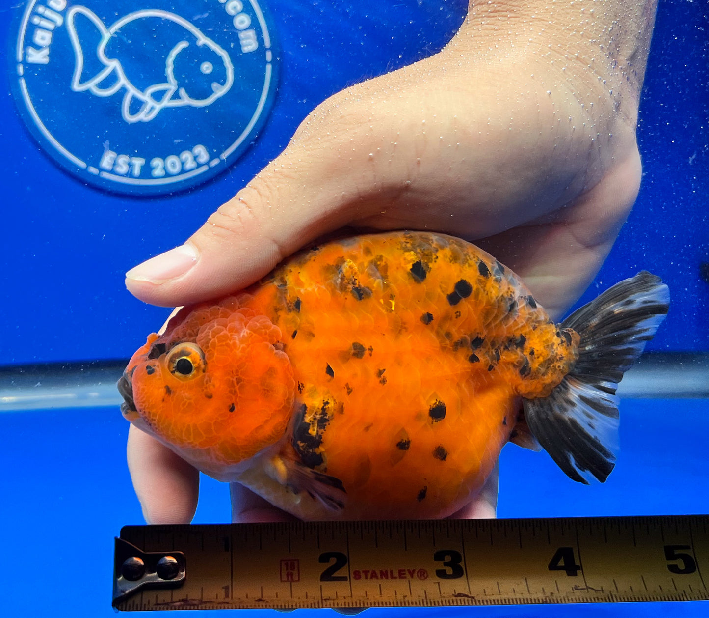 Tiger Ranchu 4 - 4.5 inches (1115_01_RC03) - Kaiju Goldfish USA