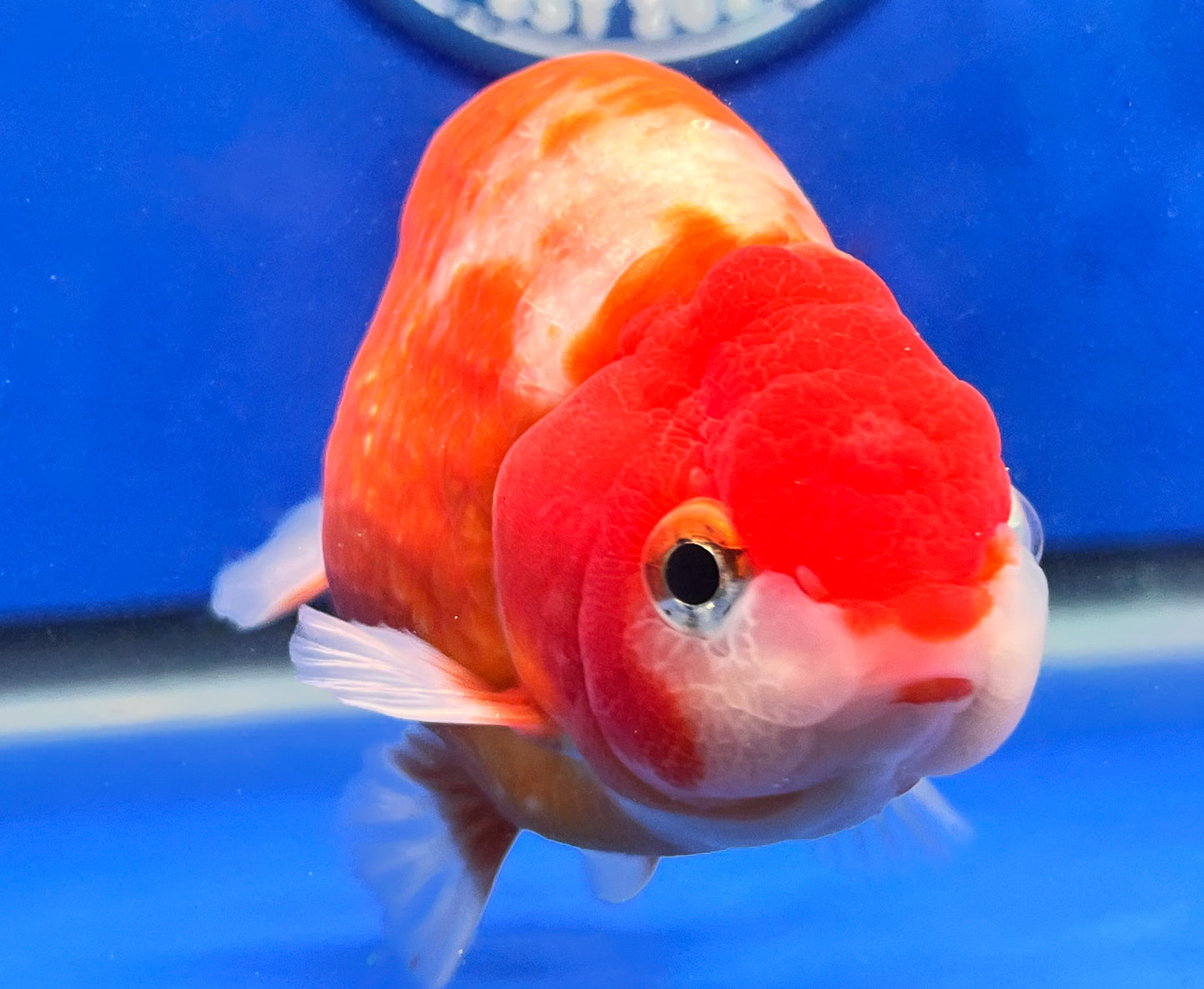 Sakura Ranchu 3.5- 4 inches (1115_01_RC04) - Kaiju Goldfish USA