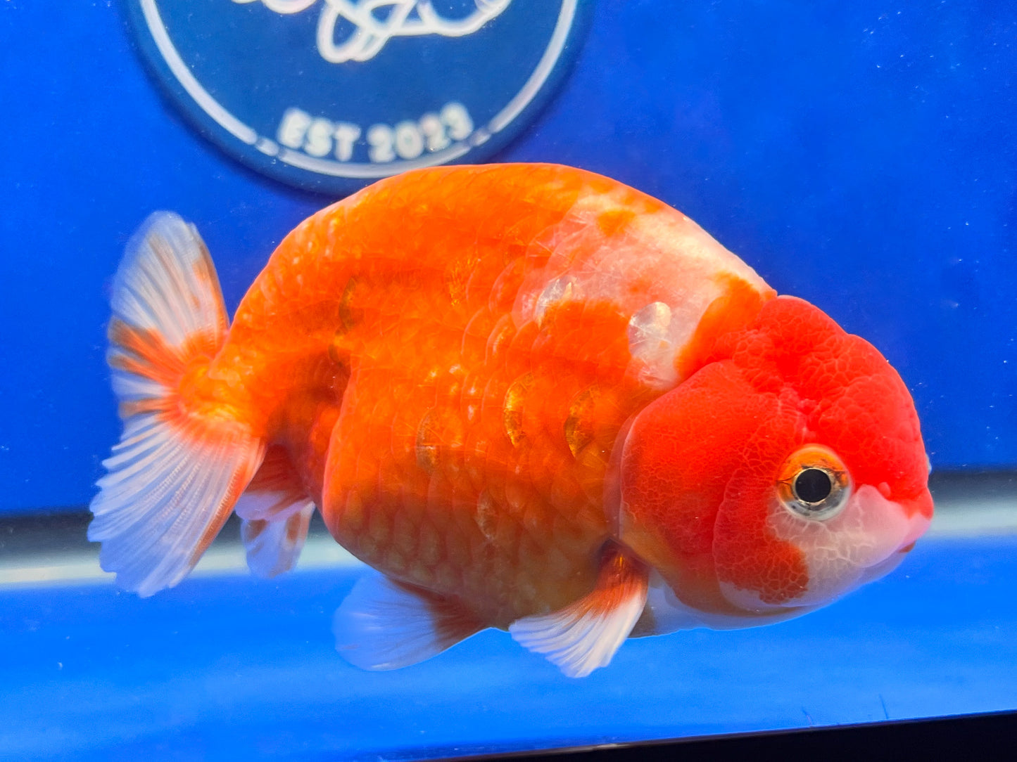 Sakura Ranchu 3.5- 4 inches (1115_01_RC04) - Kaiju Goldfish USA