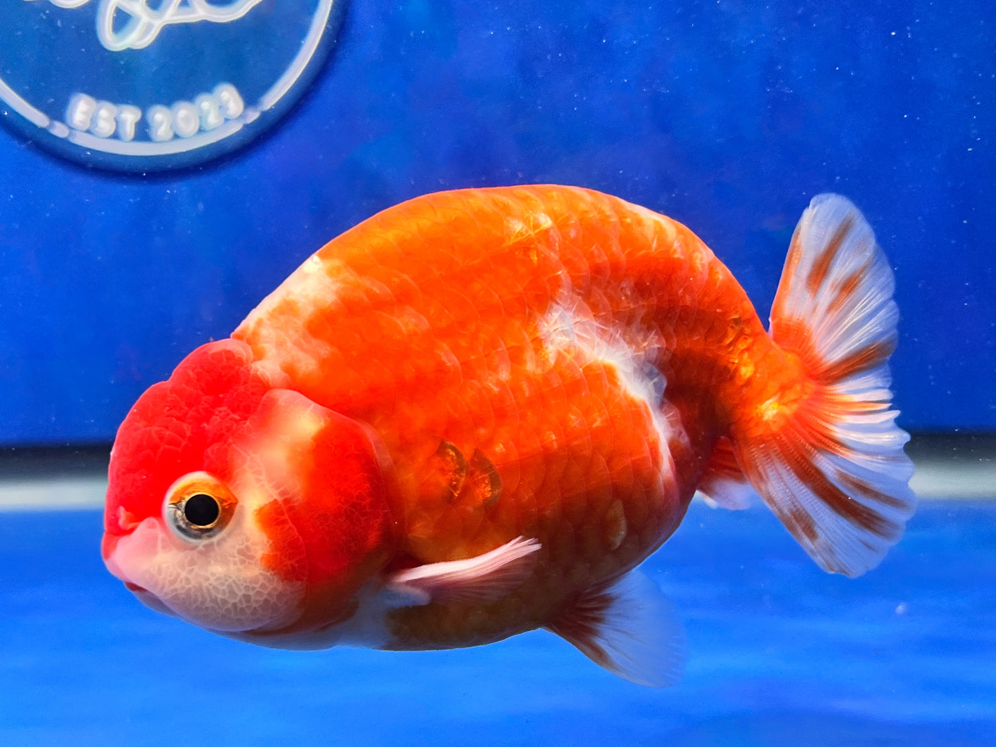 Sakura Ranchu 3.5- 4 inches (1115_01_RC04) - Kaiju Goldfish USA