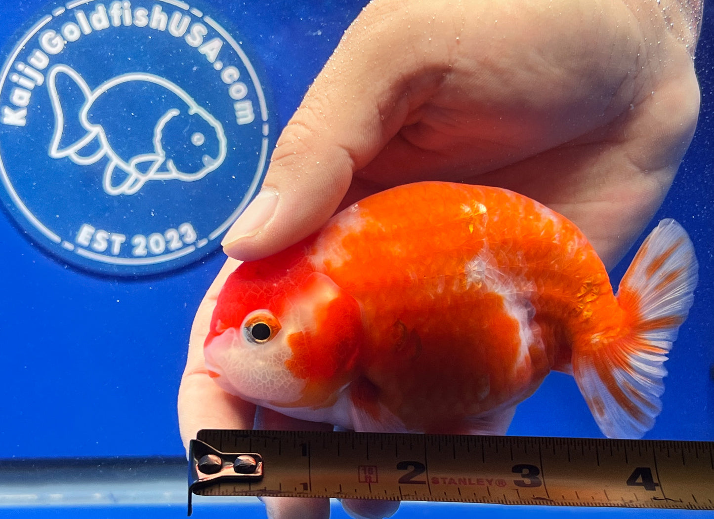 Sakura Ranchu 3.5- 4 inches (1115_01_RC04) - Kaiju Goldfish USA