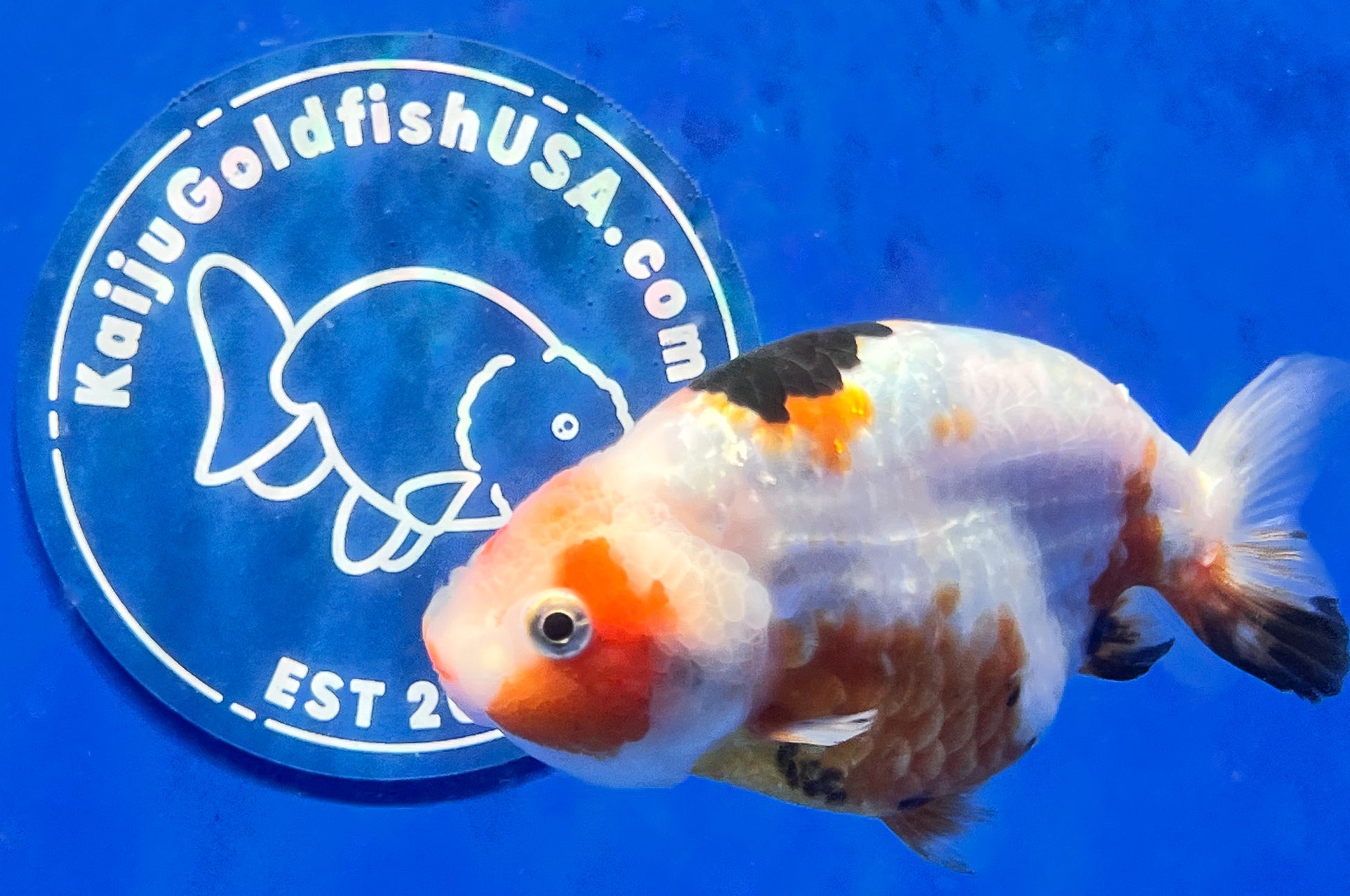 Tricolor Ranchu 3.5- 4 inches (1115_01_RC05) - Kaiju Goldfish USA