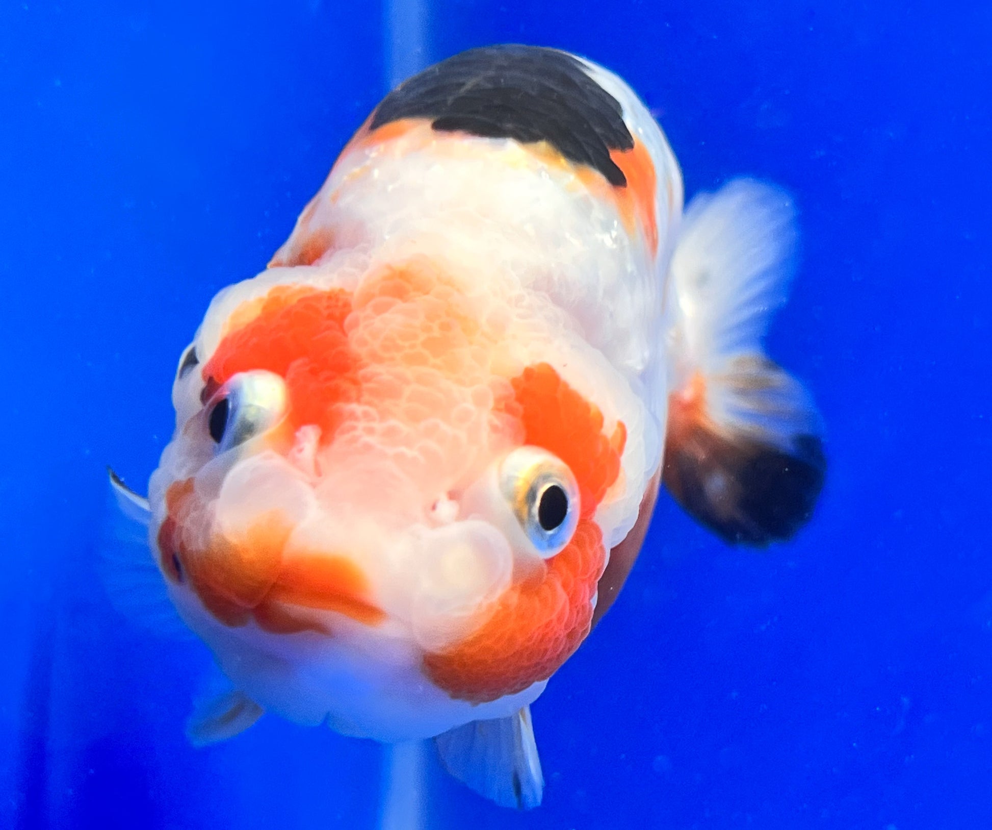 Tricolor Ranchu Goldfish for Sale | Tricolor Ranchu Goldfish | Kaiju ...
