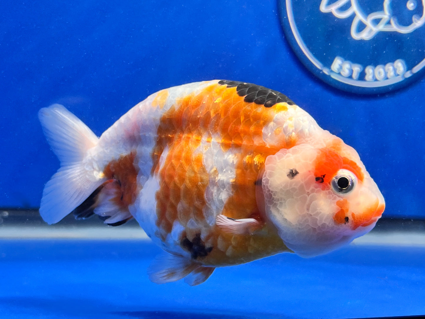 Tricolor Ranchu 3.5- 4 inches (1115_01_RC05) - Kaiju Goldfish USA