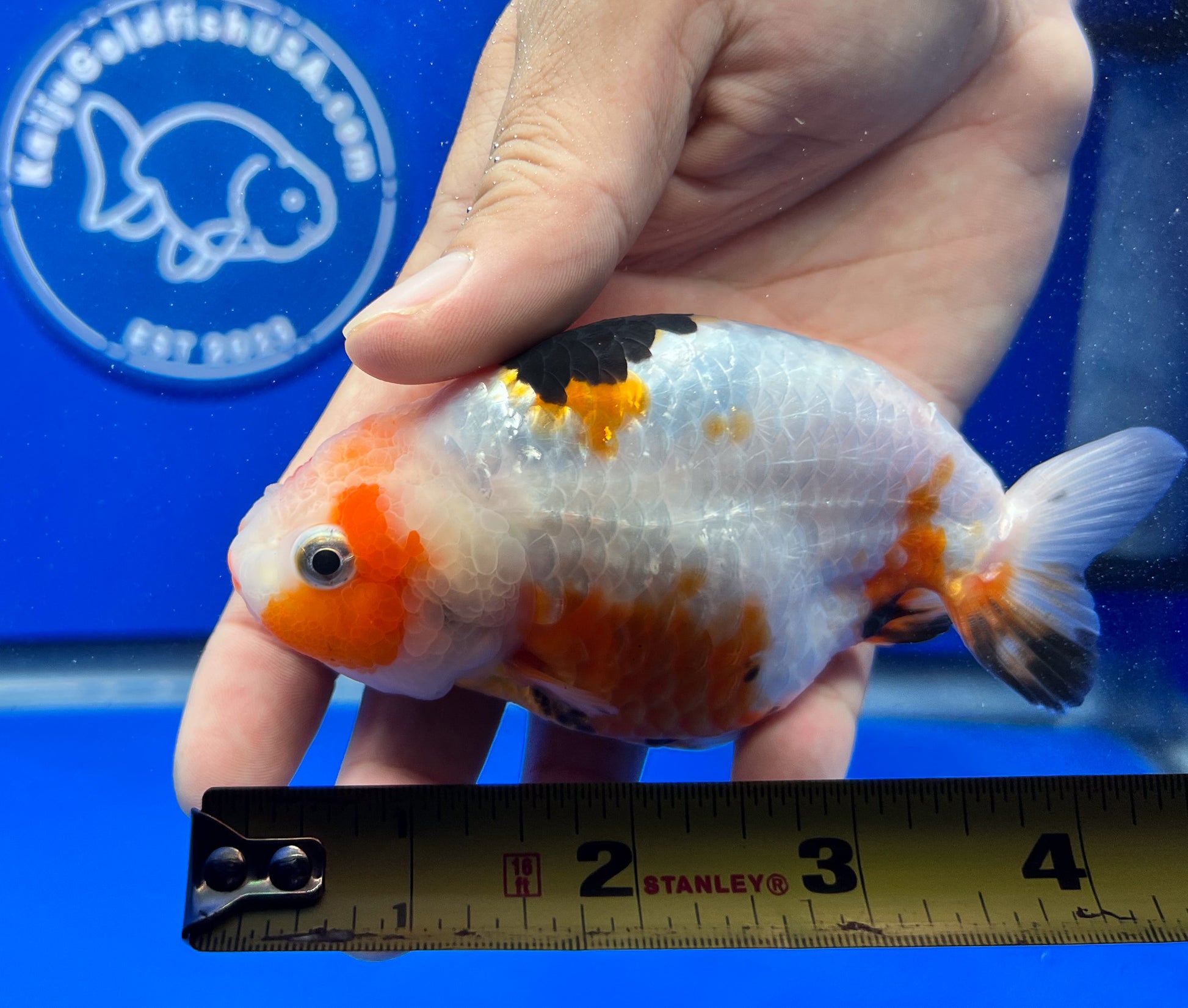 Tricolor Ranchu 3.5- 4 inches (1115_01_RC05) - Kaiju Goldfish USA