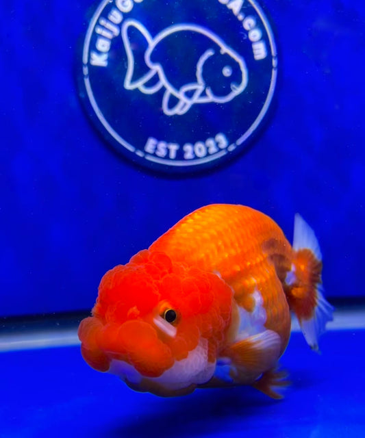 Red White Ranchu 3.5- 4 inches (1115_01_RC07) - Kaiju Goldfish USA