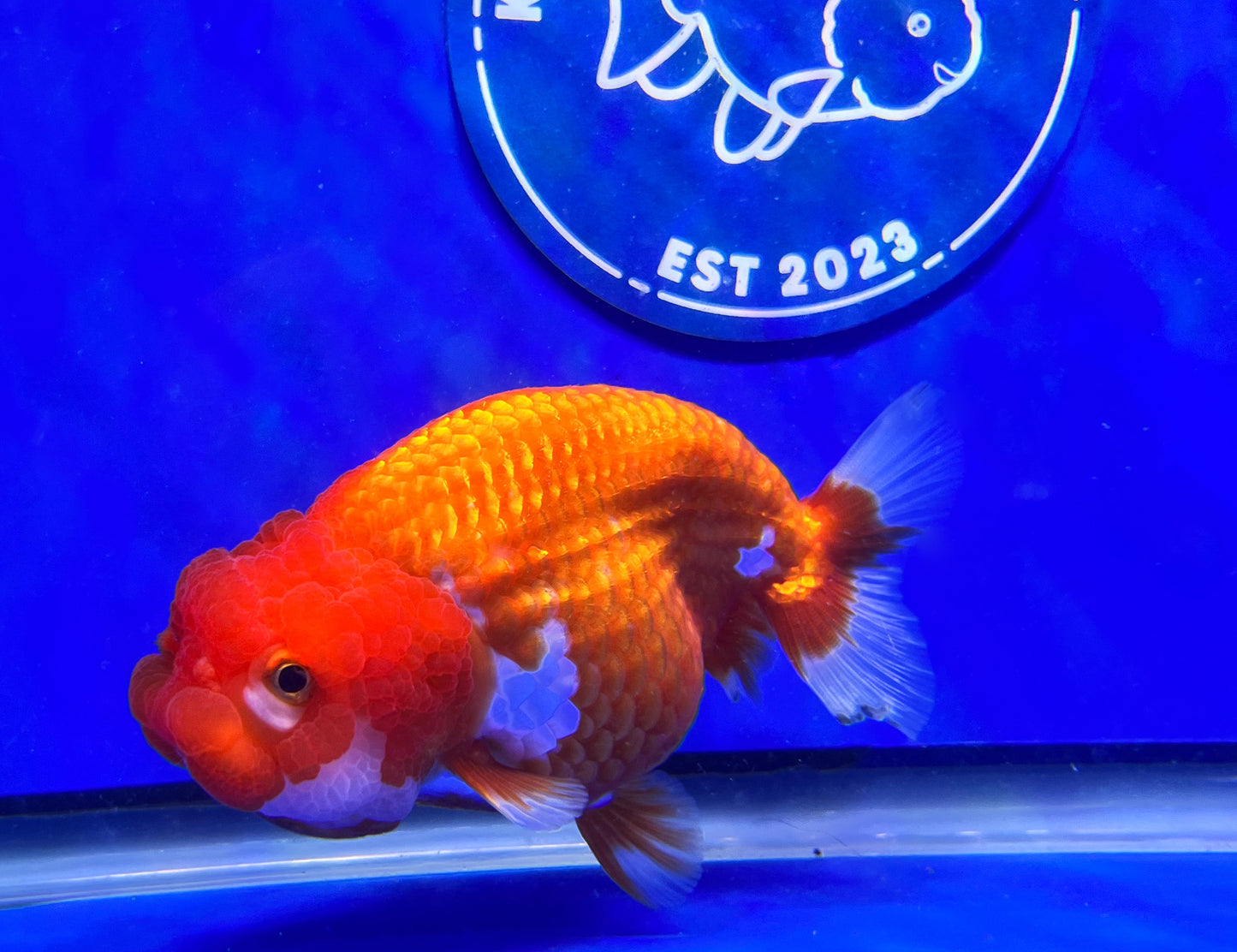 Red White Ranchu 3.5- 4 inches (1115_01_RC07) - Kaiju Goldfish USA