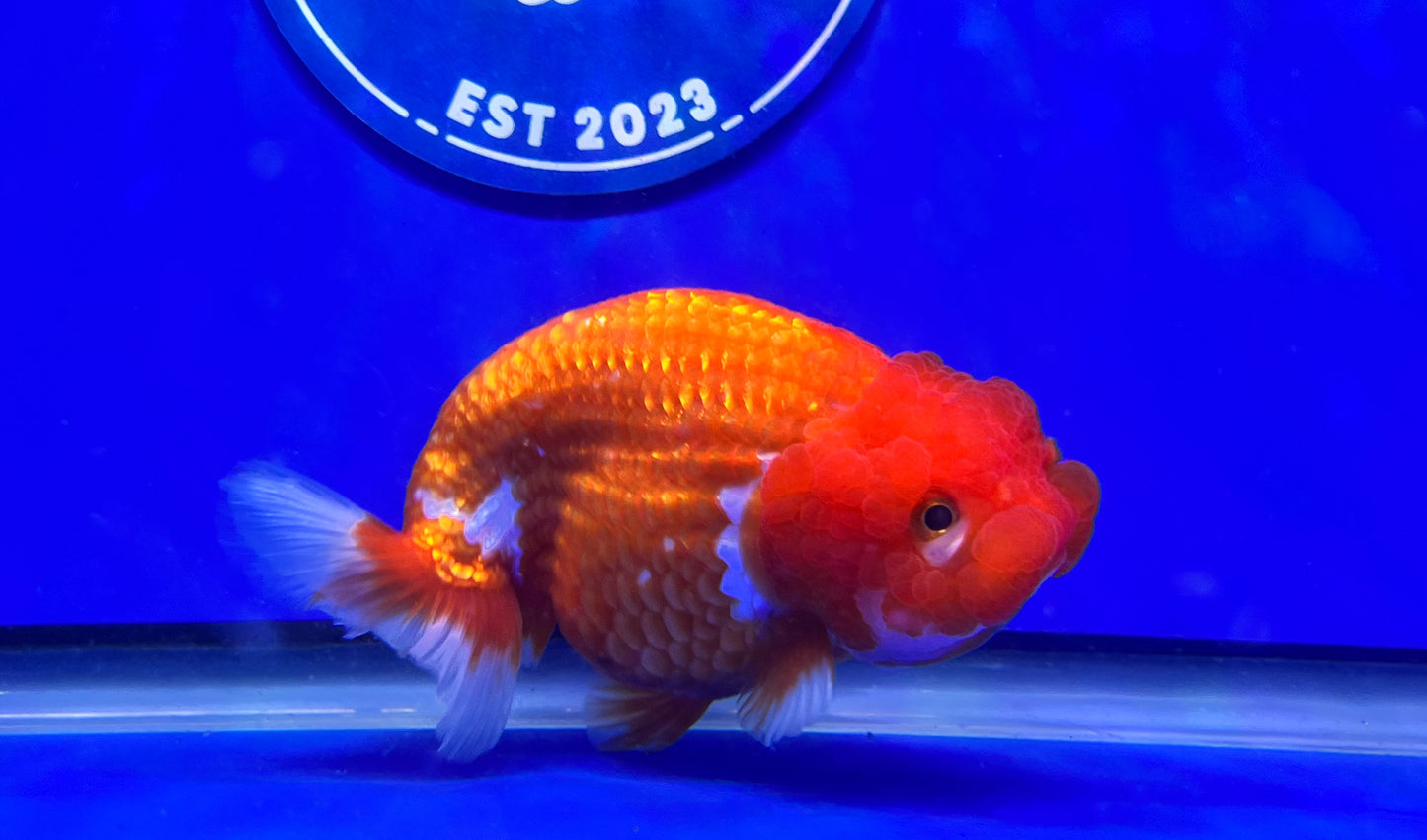 Red White Ranchu 3.5- 4 inches (1115_01_RC07) - Kaiju Goldfish USA