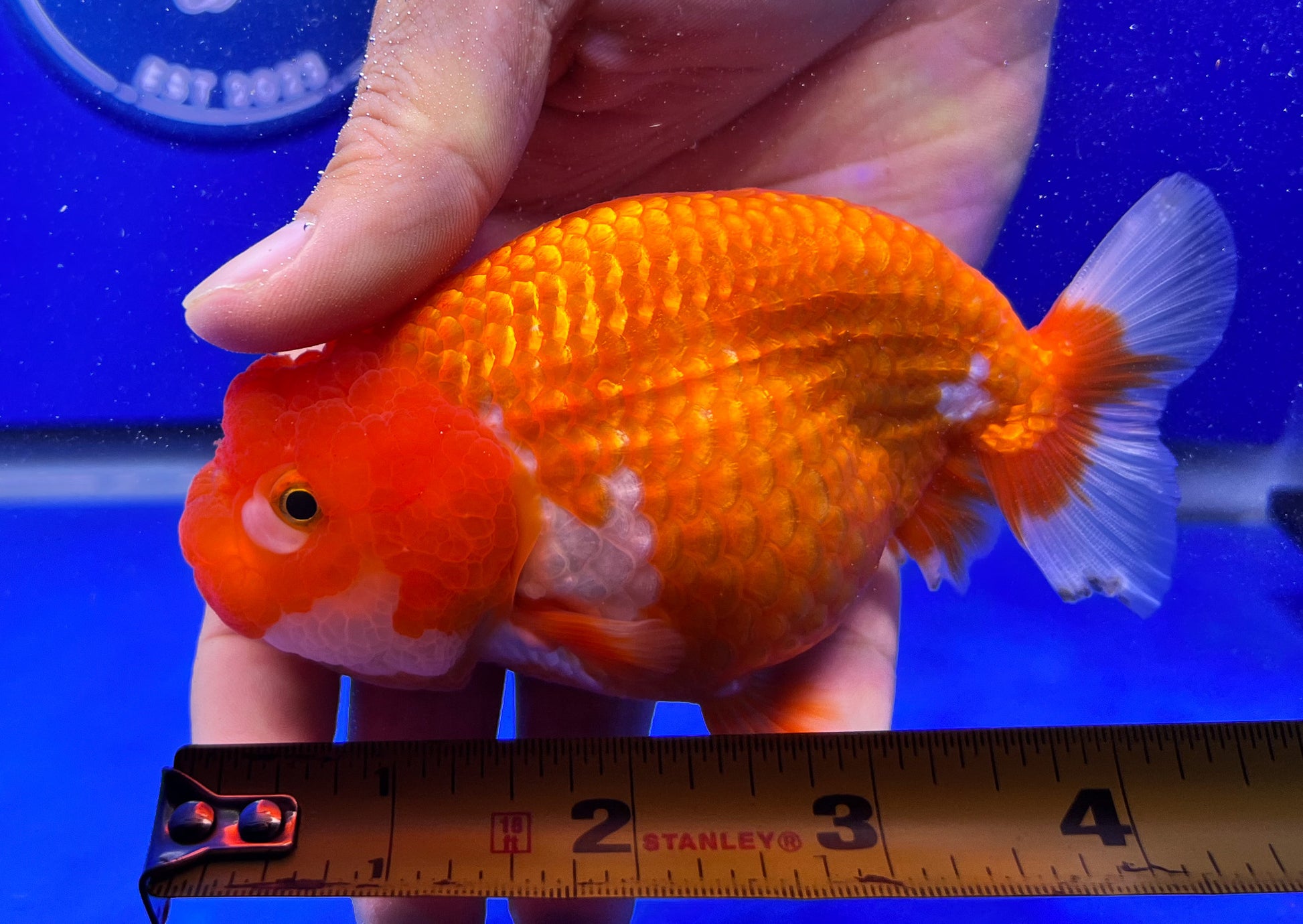 Red White Ranchu 3.5- 4 inches (1115_01_RC07) - Kaiju Goldfish USA