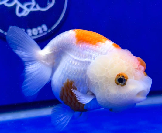 Red White Ranchu 3 - 3.5 inches (1115_01_RC08) - Kaiju Goldfish USA