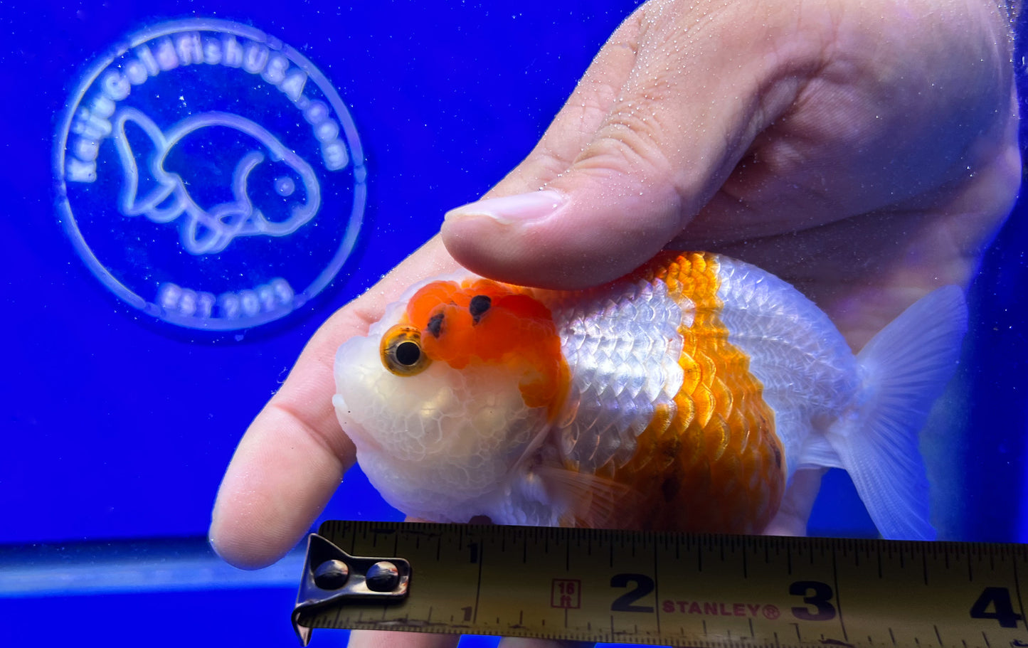 Red White Ranchu 3 - 3.5 inches (1115_01_RC08) - Kaiju Goldfish USA