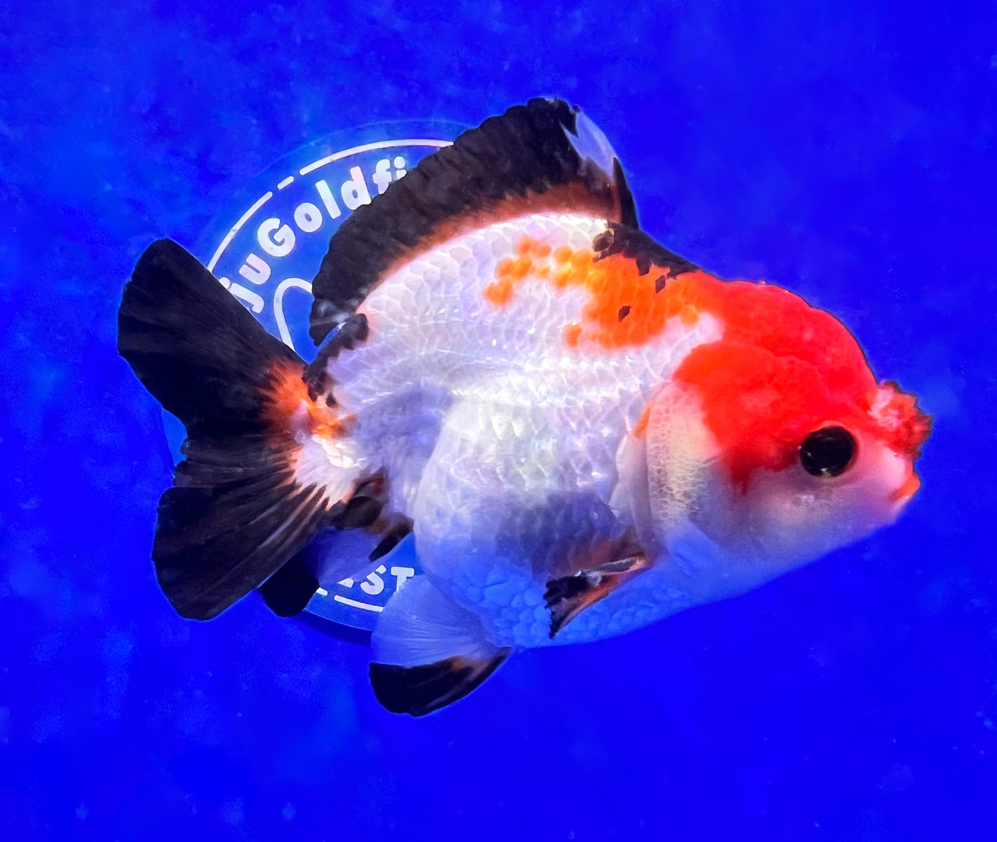 Tri-color Oranda Goldfish for Sale | Tri-color Oranda Goldfish | Kaiju ...