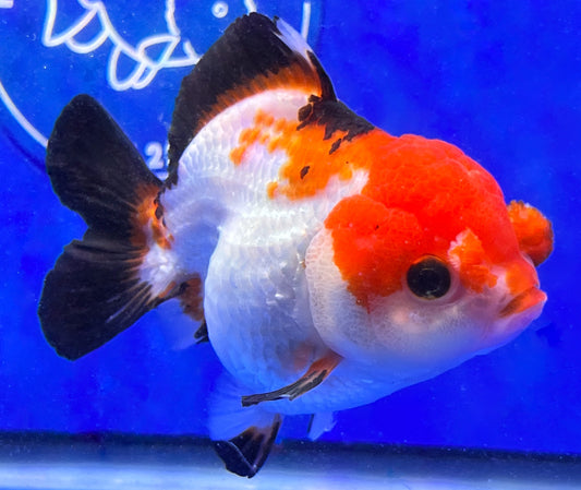 Tri-color Oranda 3.5-4 inches (1115_01_OR1) - Kaiju Goldfish USA