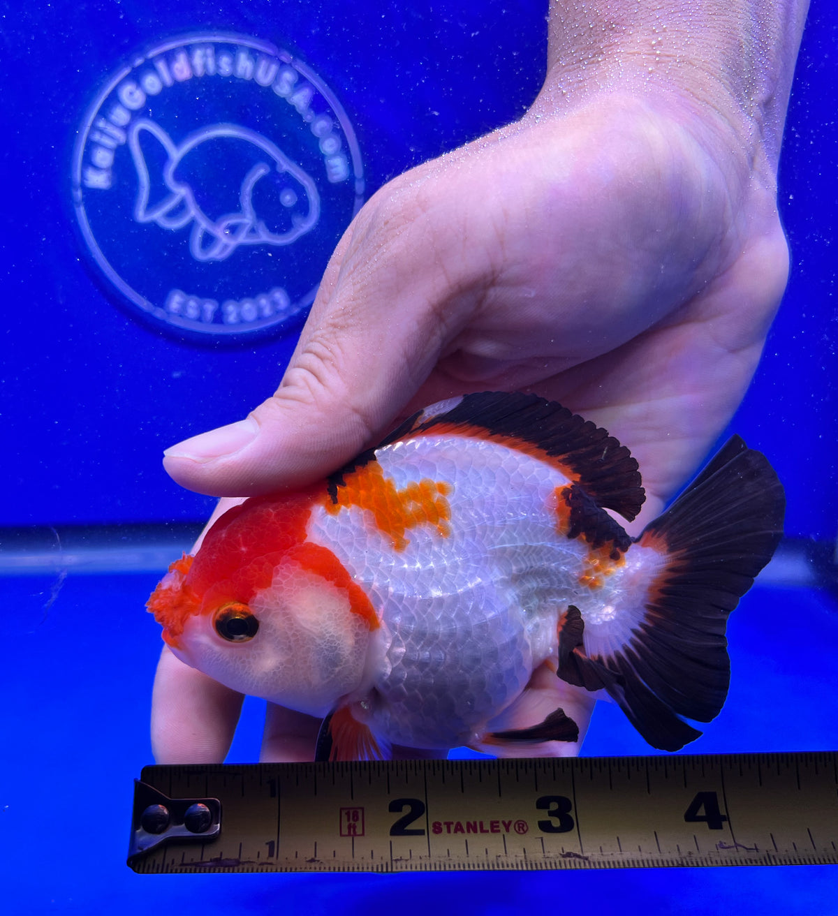 Tri-color Oranda Goldfish for Sale | Tri-color Oranda Goldfish | Kaiju ...