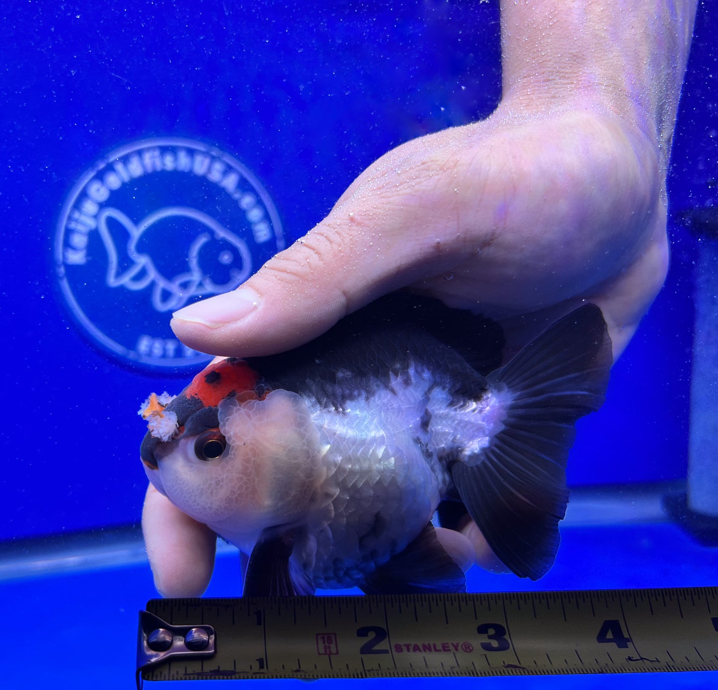 Tri-color Oranda Goldfish for Sale | Tri-color Oranda Goldfish | Kaiju ...