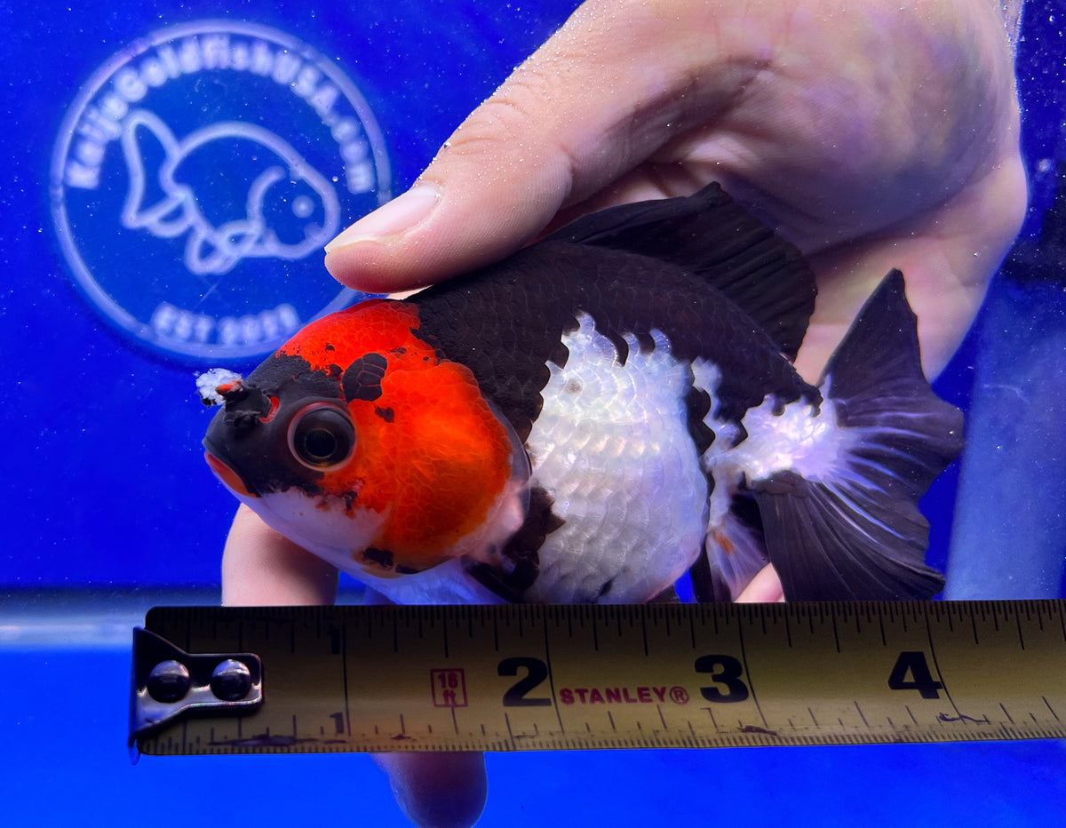 3 Inch Goldfish Tri-color Oranda Goldfish for Sale | Tri-color Oranda Goldfish | Kaiju ...